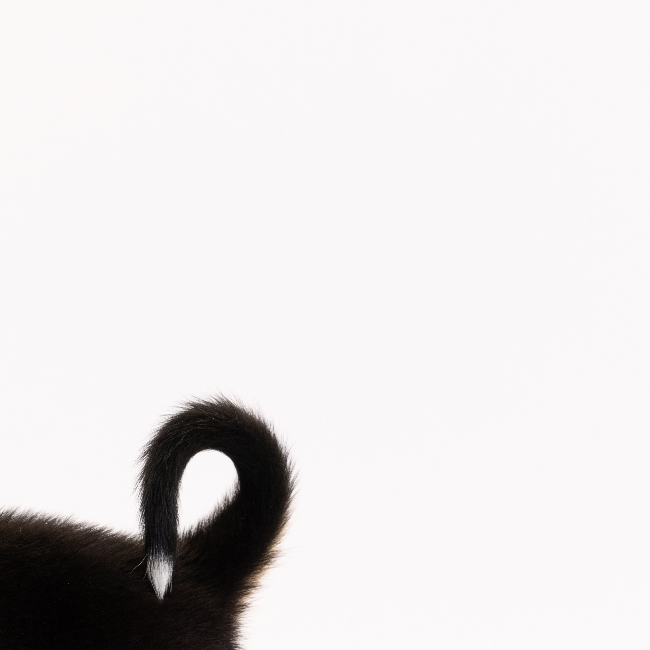 Энтлебухеры