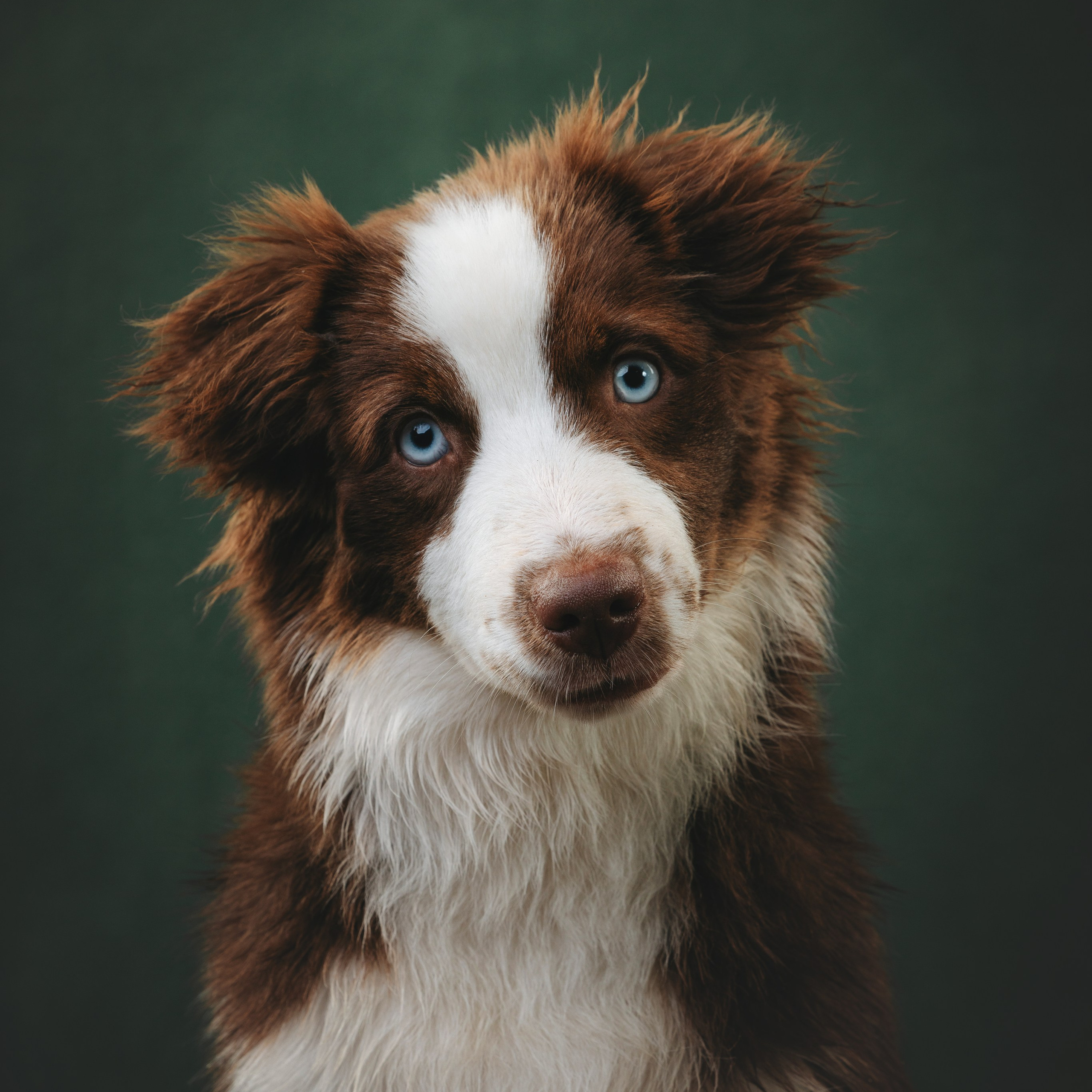 Миниаусси Дайс