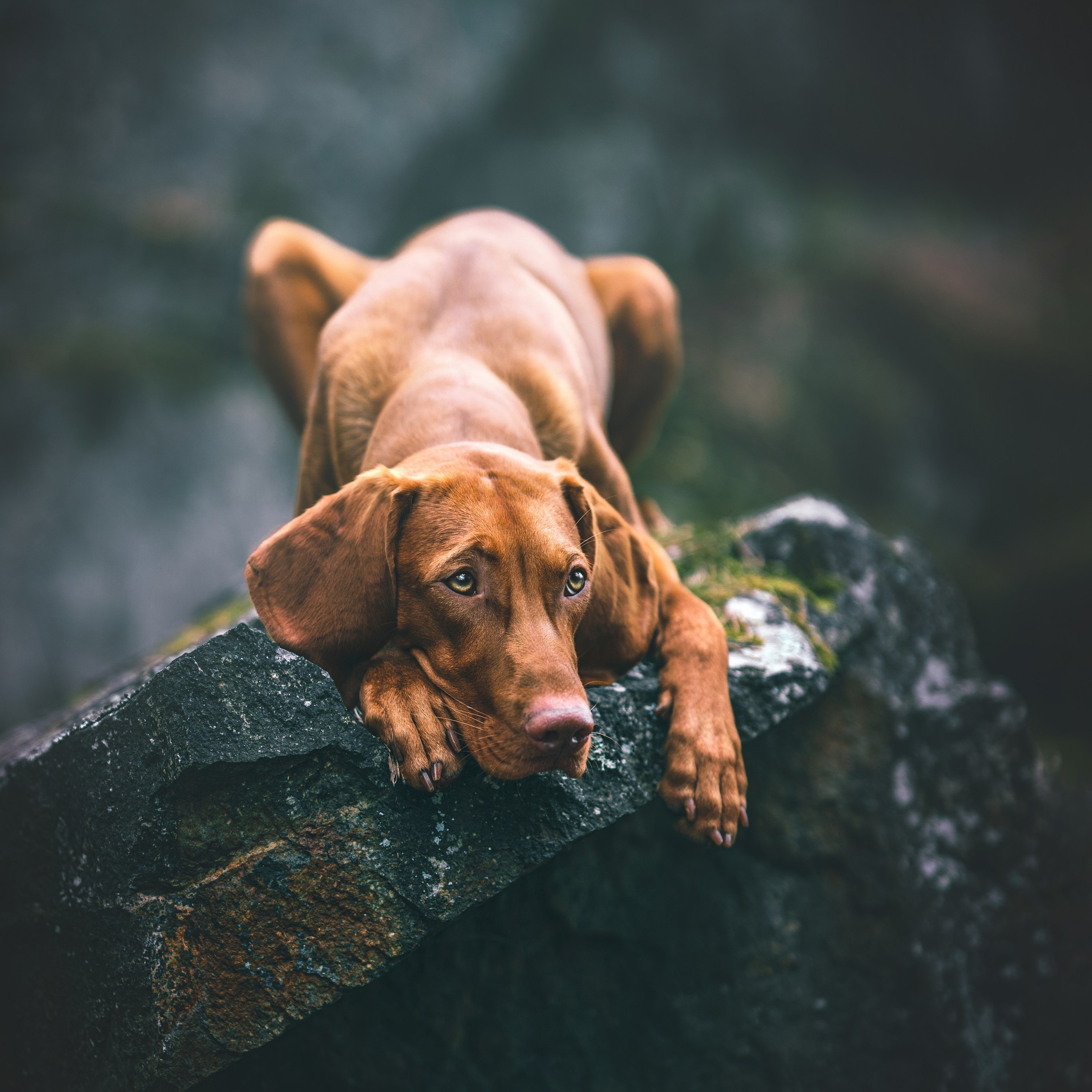 Курс «Фокус на хвосте». Фотограф анималист Осипчикова Мария