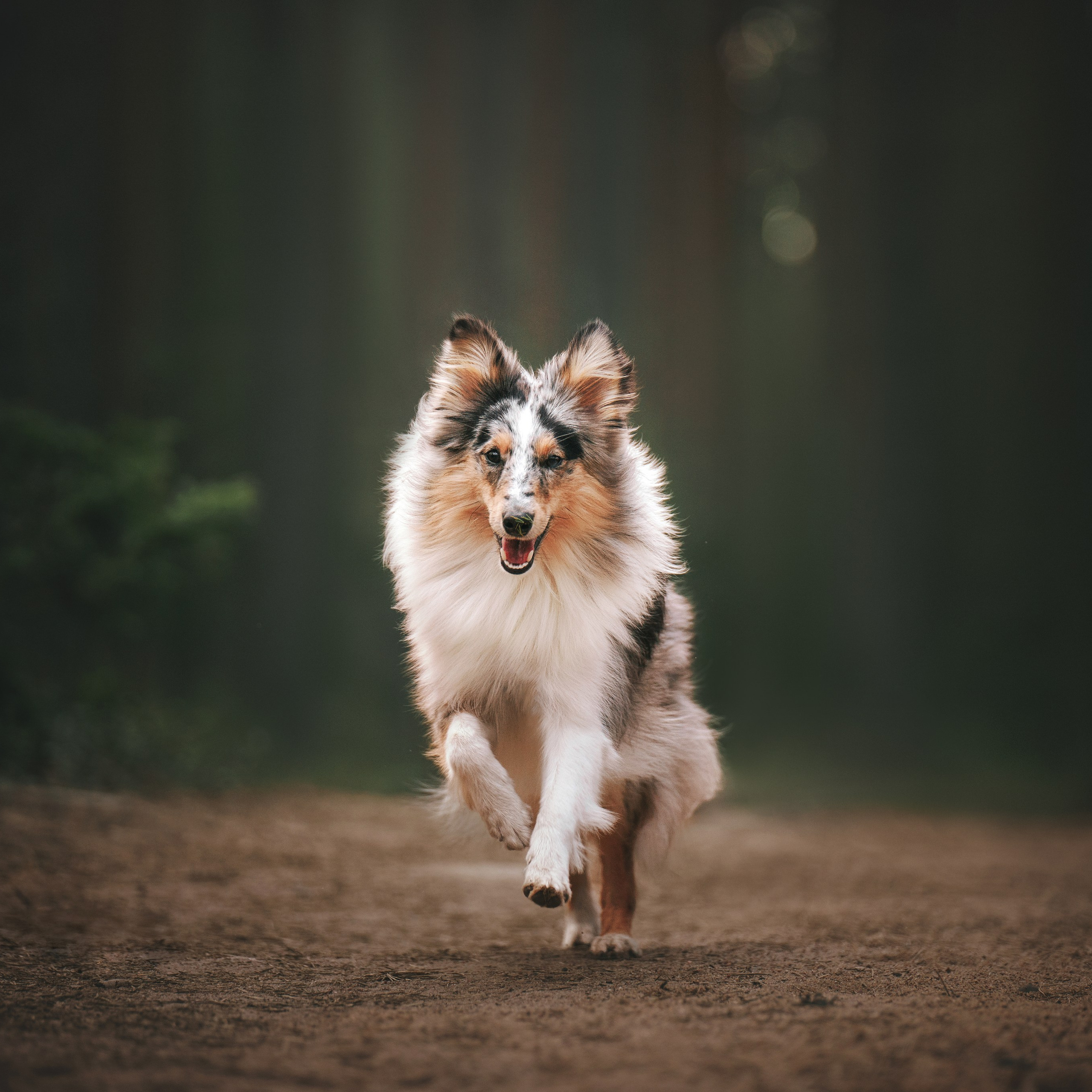 Мила и Лейла