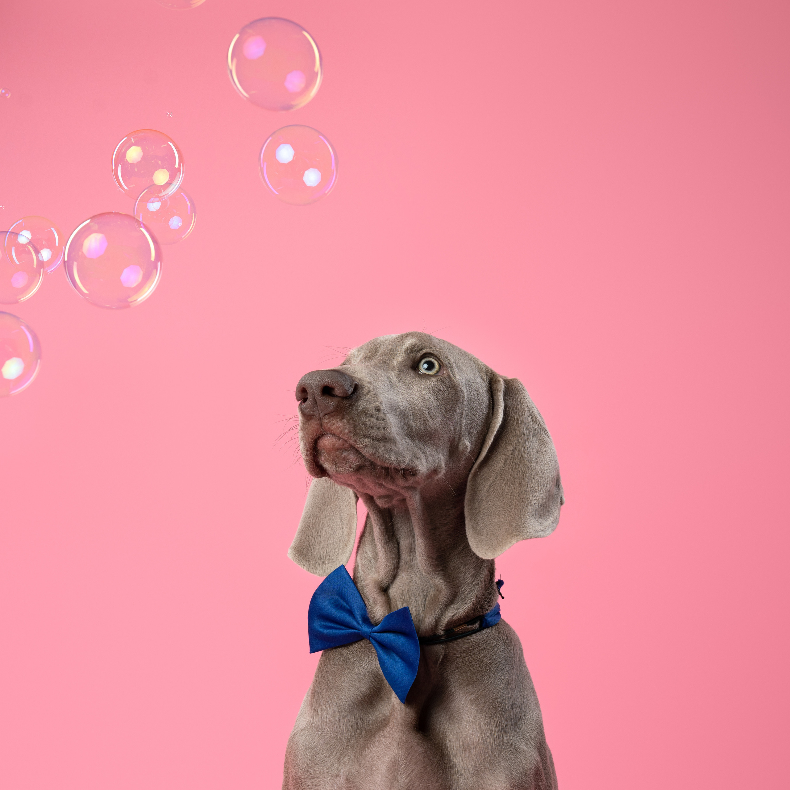 Веймаранер Элай