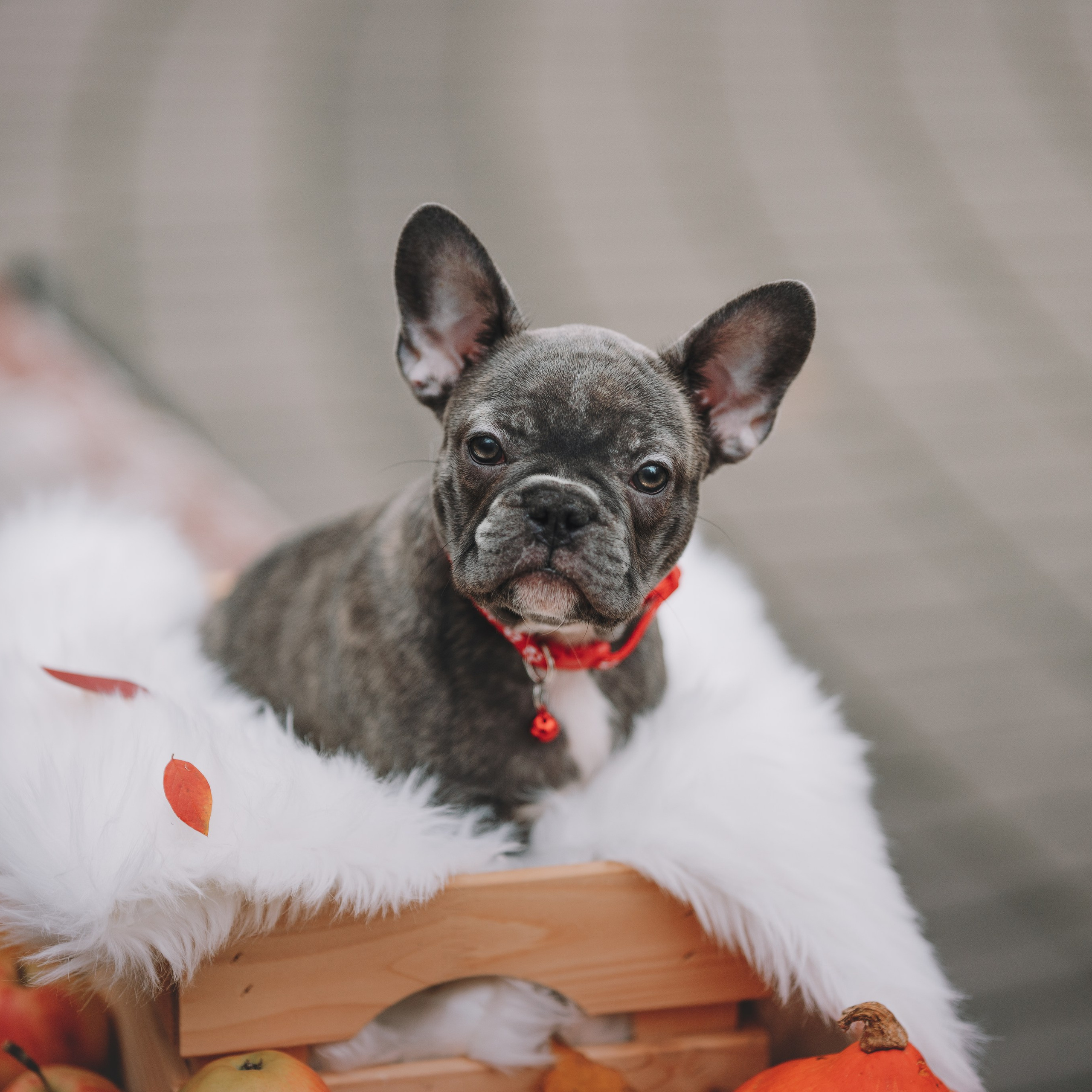 Французские бульдоги