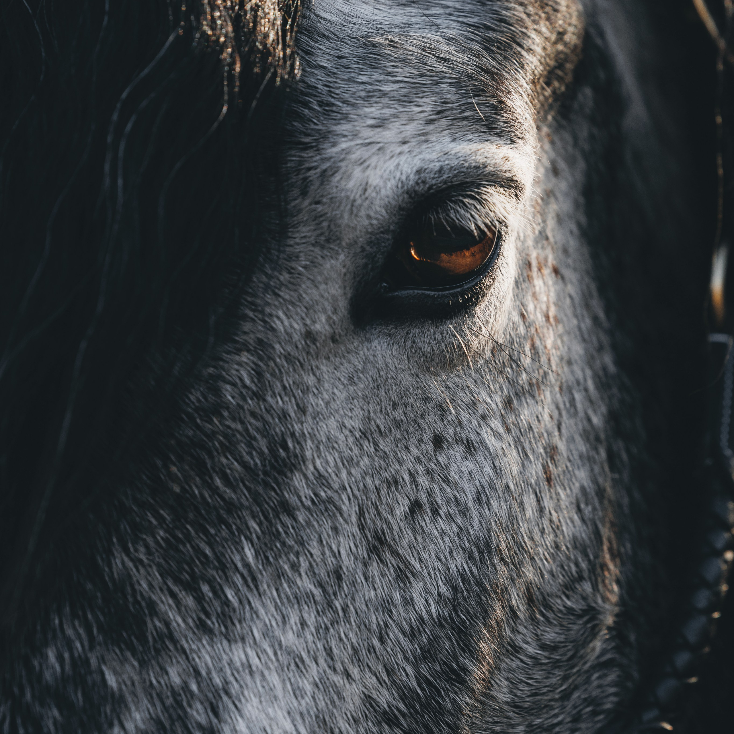 Ирина и Командор