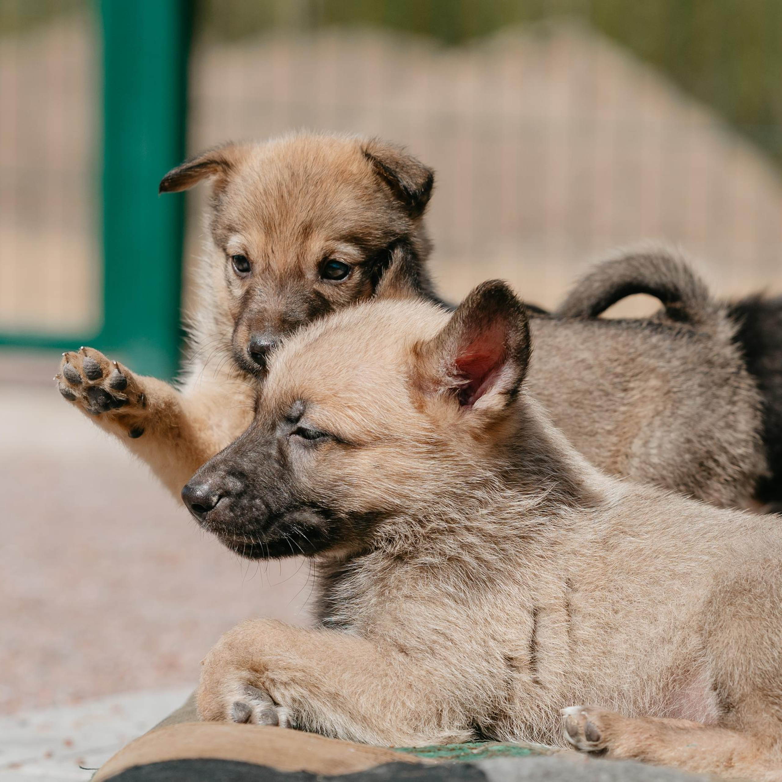 Отзывы. Фотограф анималист Осипчикова Мария