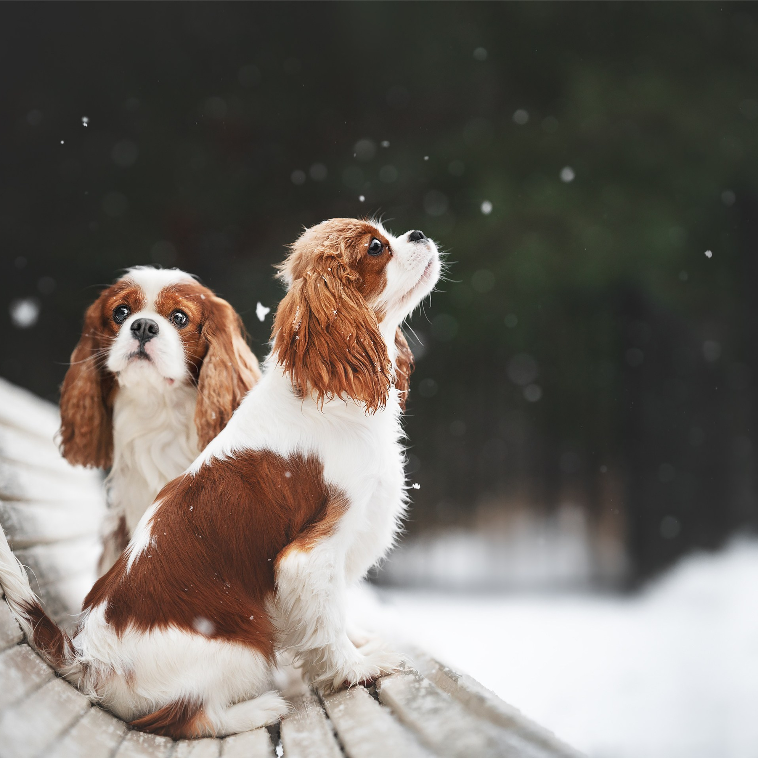 Бастер и Голди