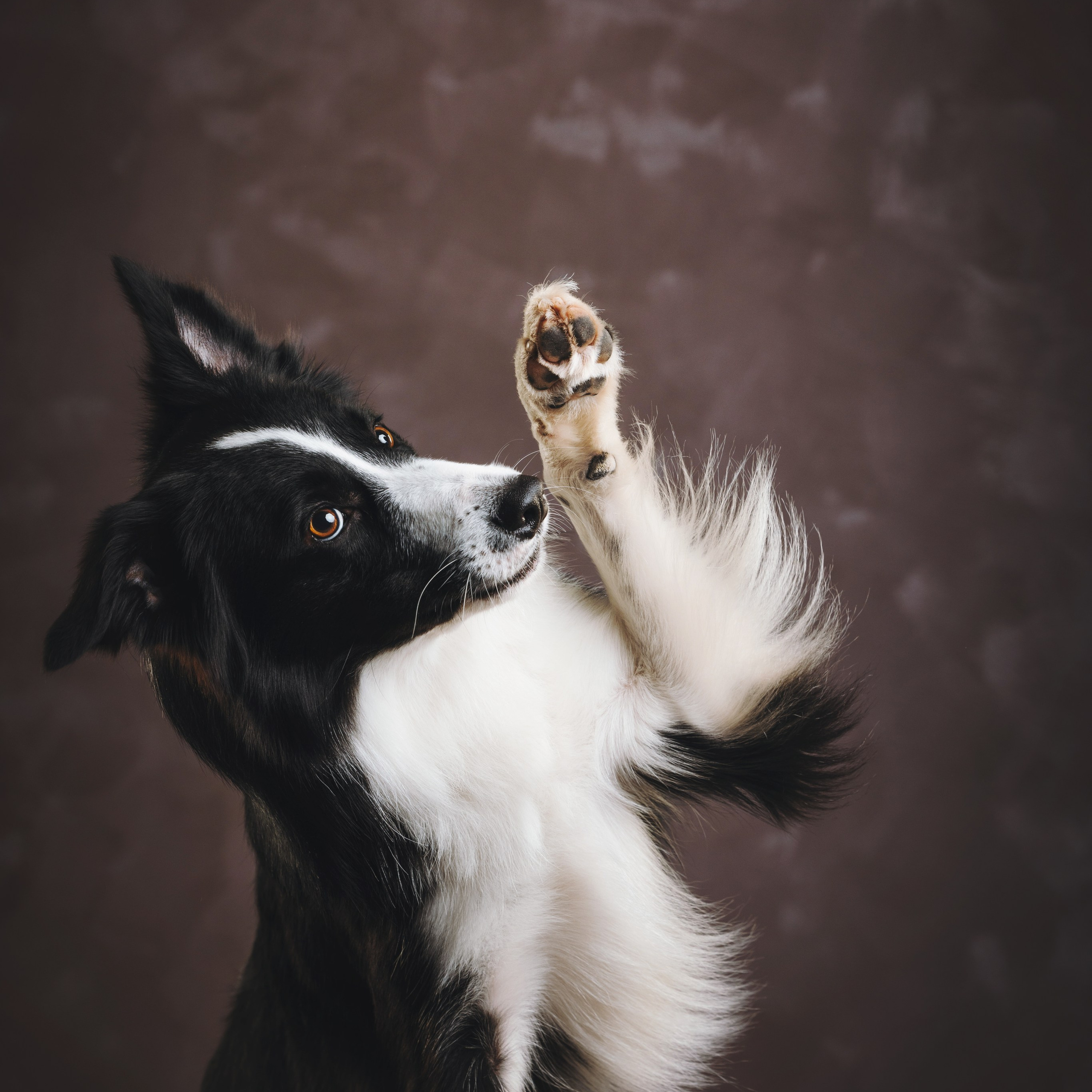 Бордер-колли