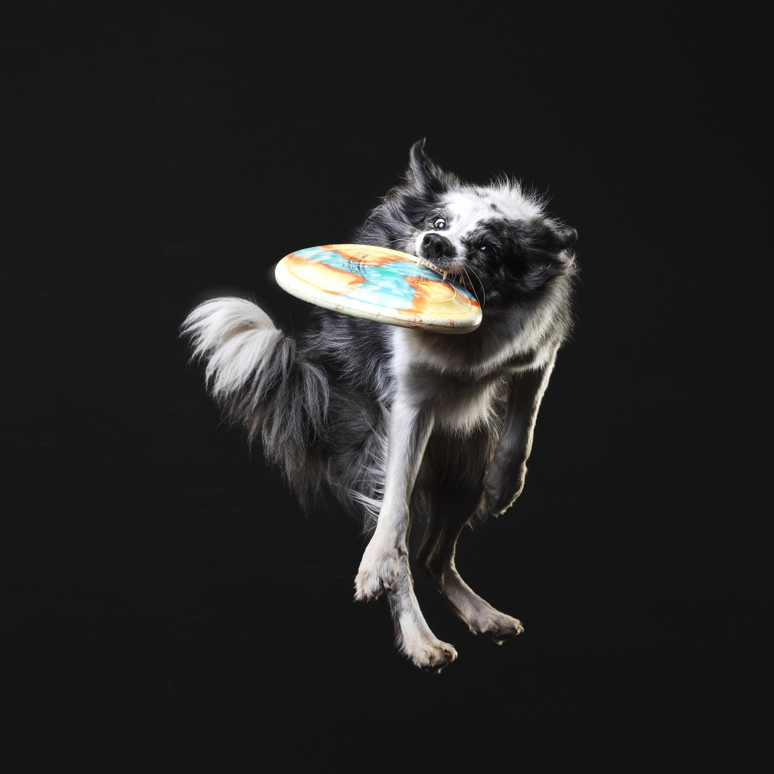 Бордер колли