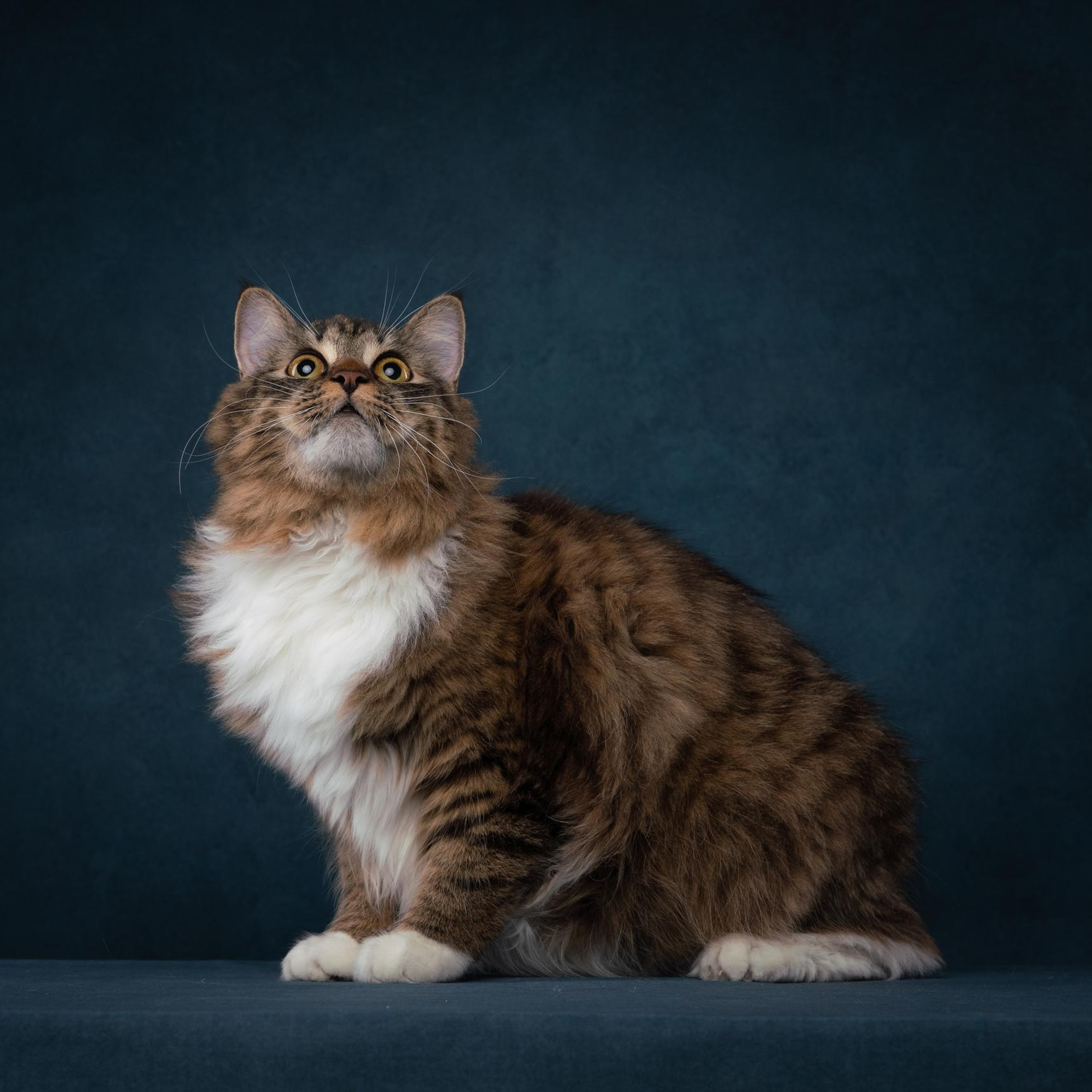 Отзывы. Фотограф анималист Осипчикова Мария