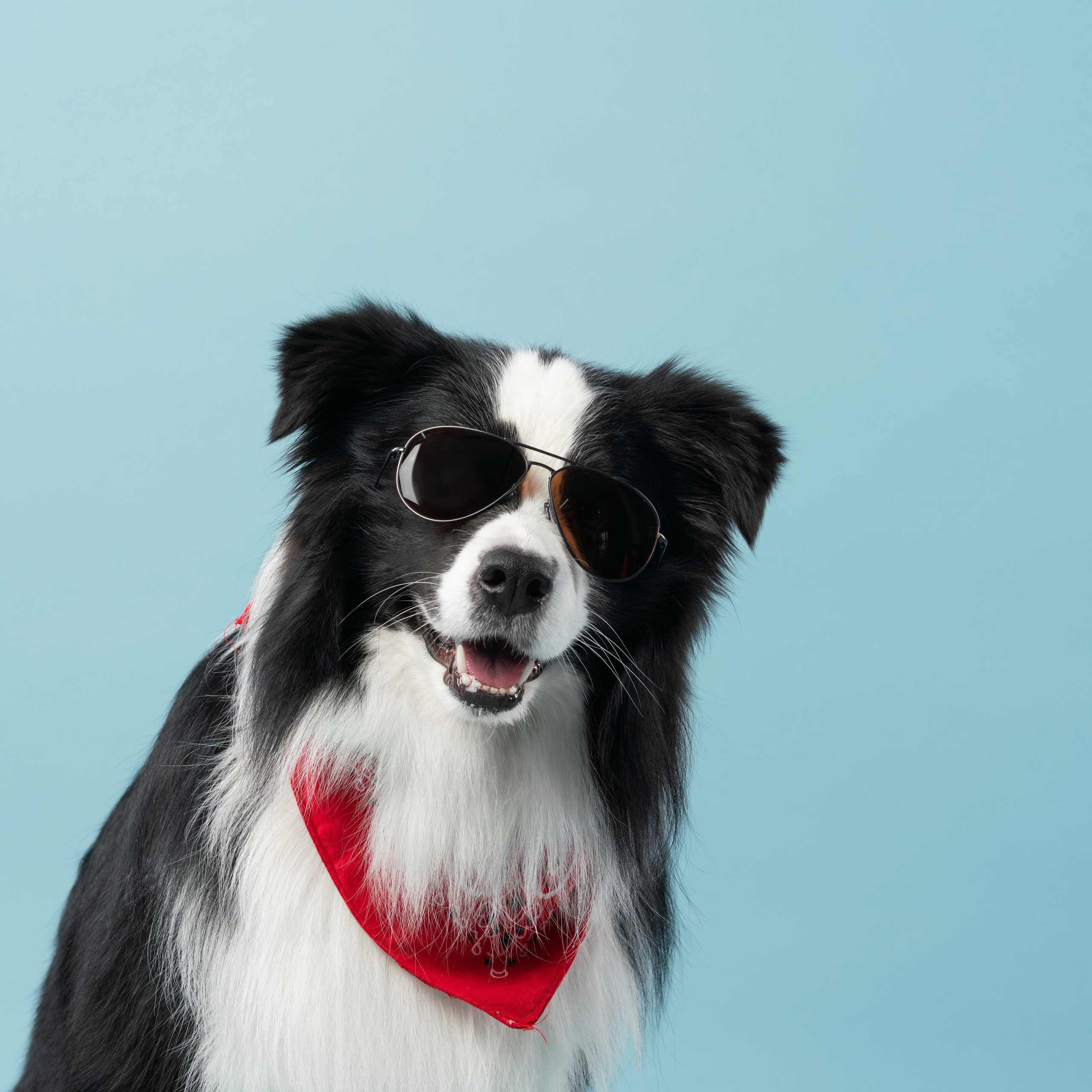 Бордер-колли СЛип