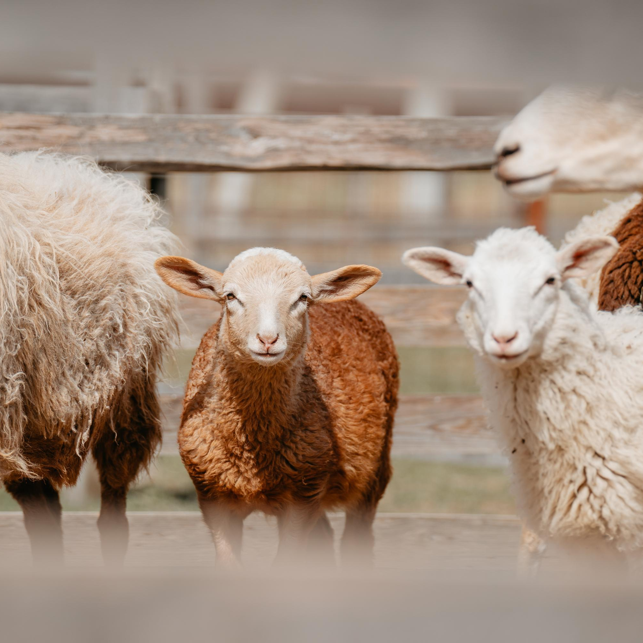 Отзывы. Фотограф анималист Осипчикова Мария