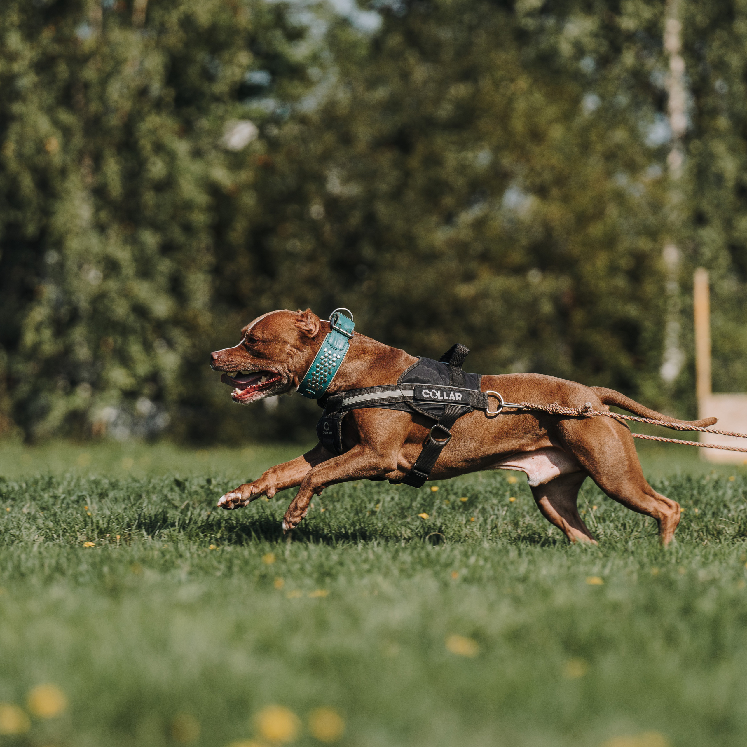 День пита и стаффа