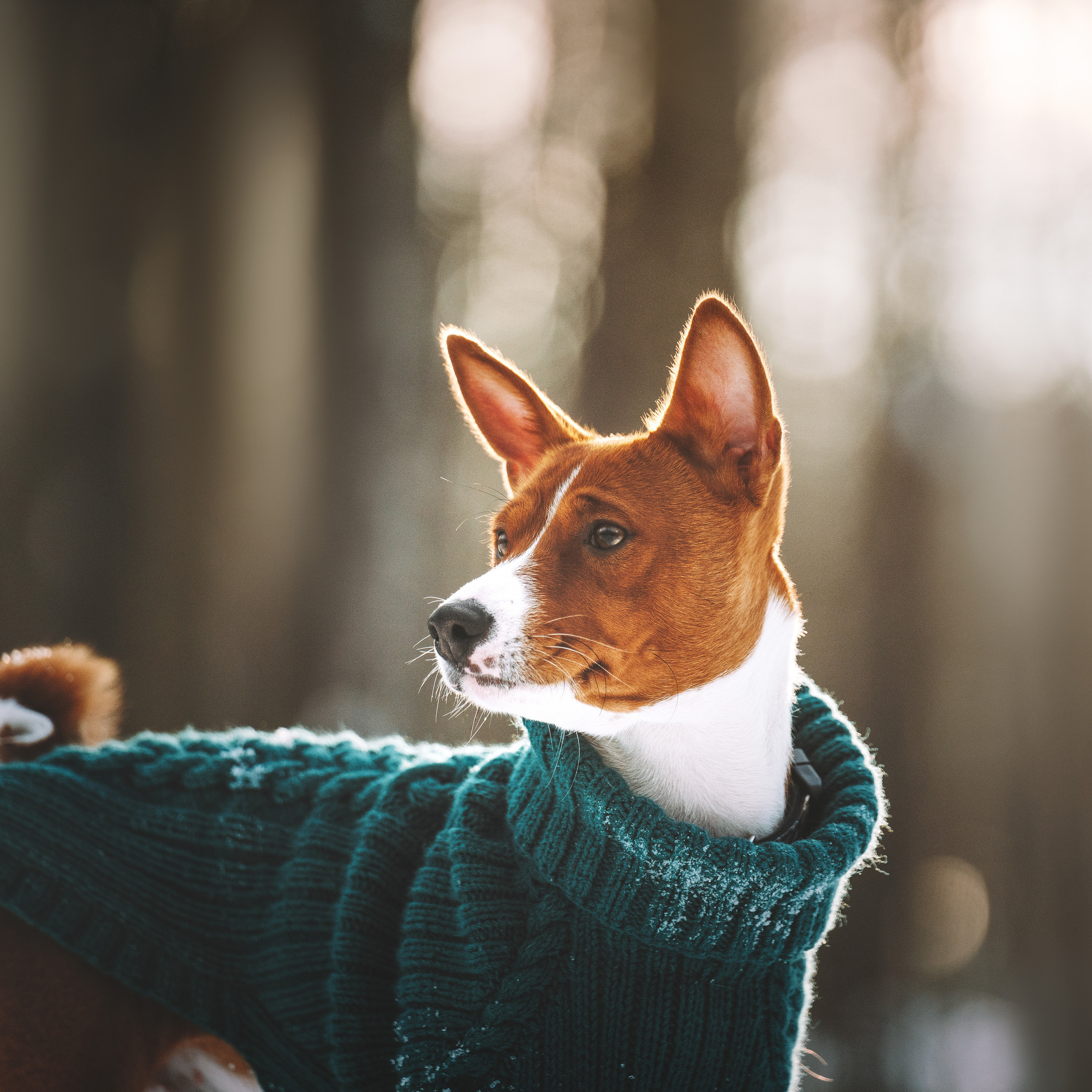 Отзывы. Фотограф анималист Осипчикова Мария