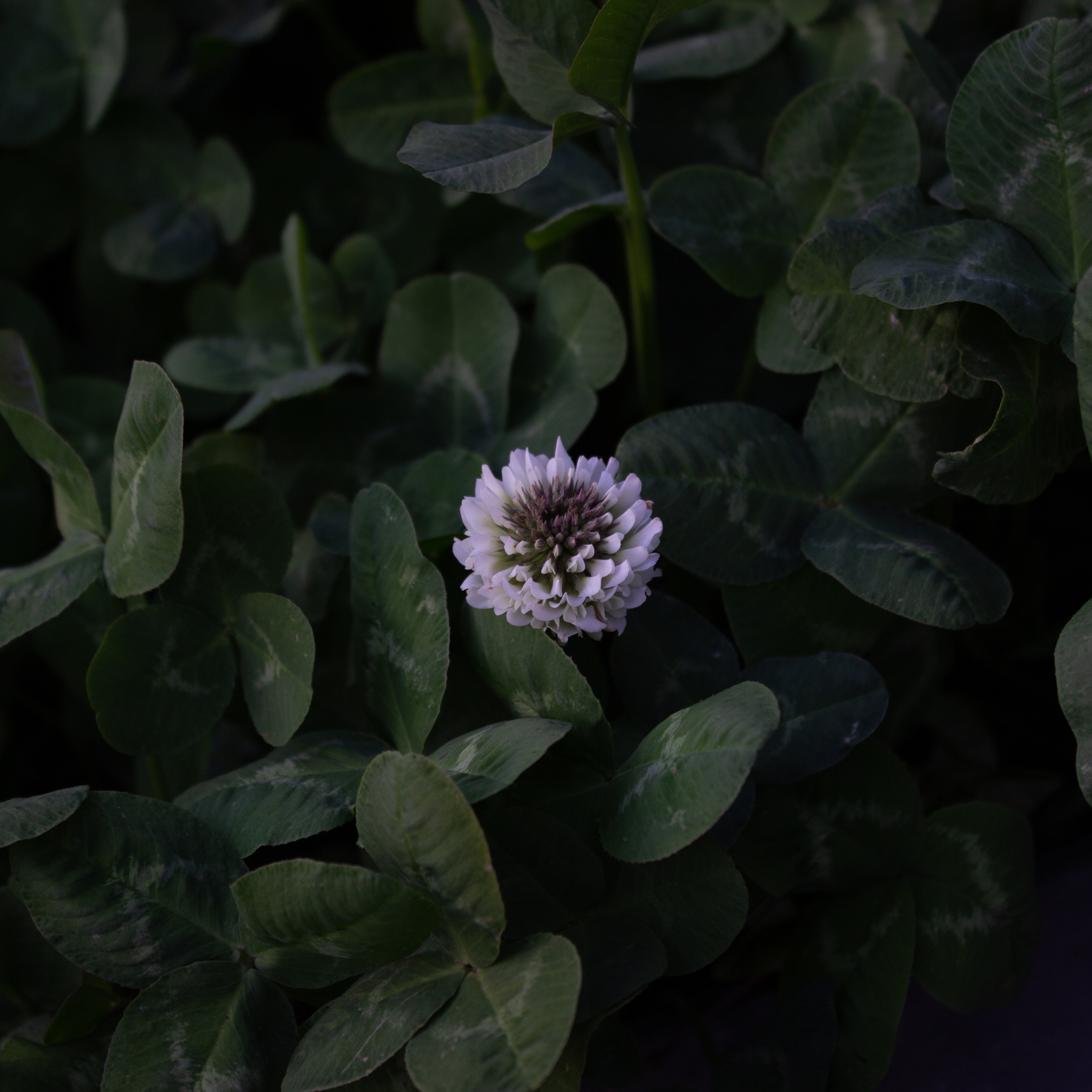 Пейзажи и натюрморты