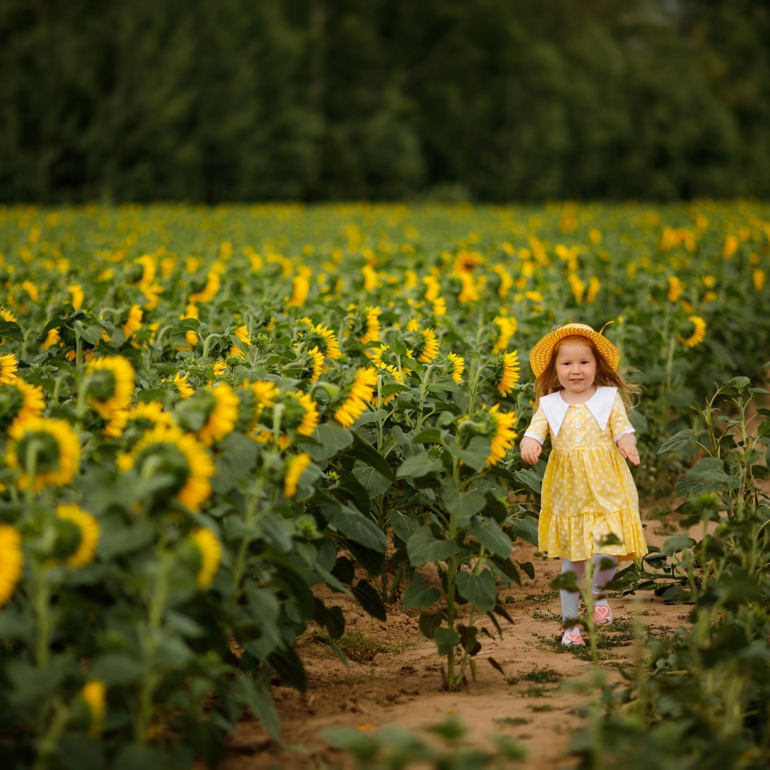 Детская фотосессия в подсолнухах. Дима Никитин свадебный и семейный фотограф в Ижевске и Удмуртии с 2007 года
