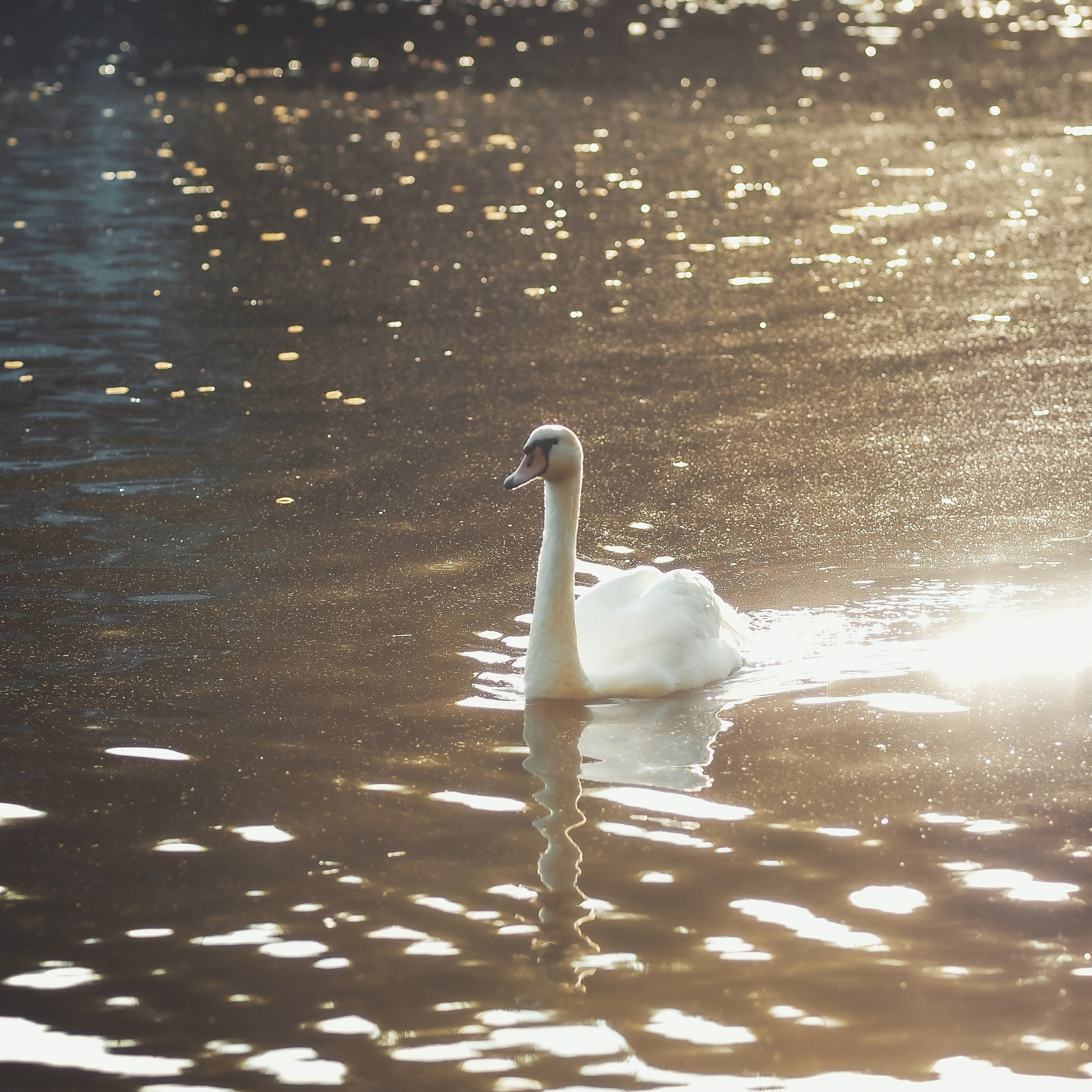 Крестовский остров