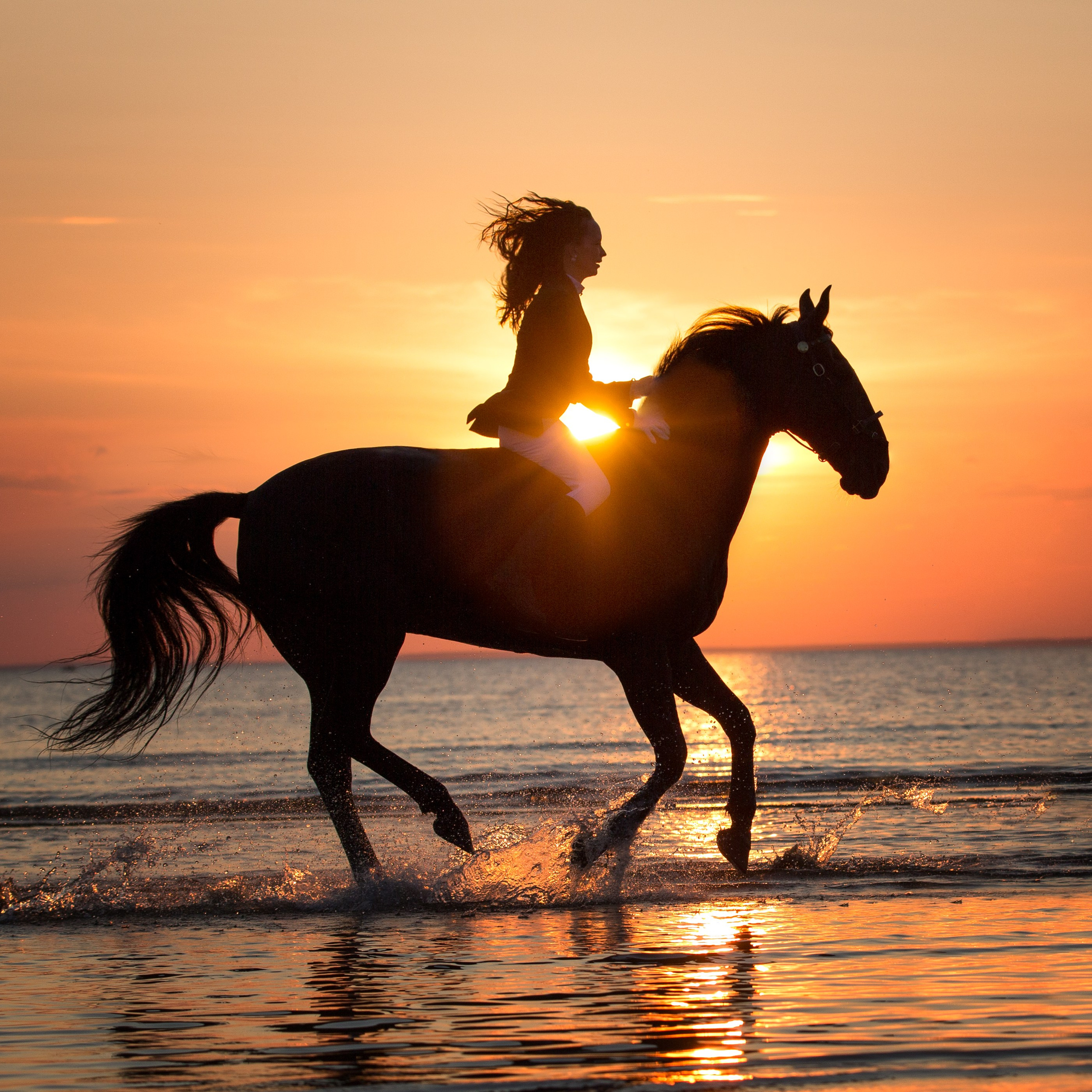 Фотосессия с лошадьми в СПб. Конный фотограф Яна Орлова. Отзывы. Конный фотограф Яна Орлова. Фотосессии с лошадьми в Санкт-Петербурге