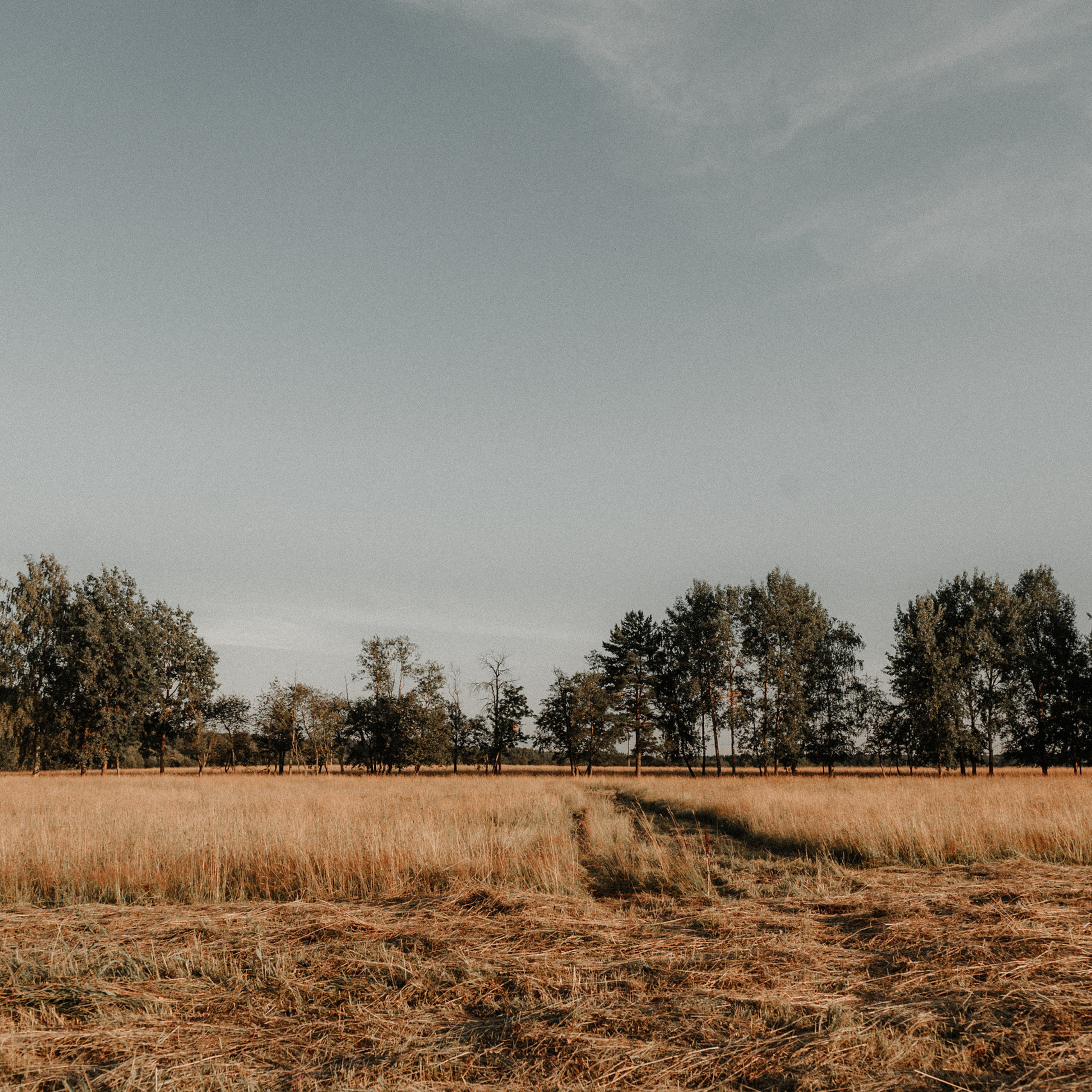 Отзывы. Свадебный фотограф в Ярославле и Москве Руслан Иософатов