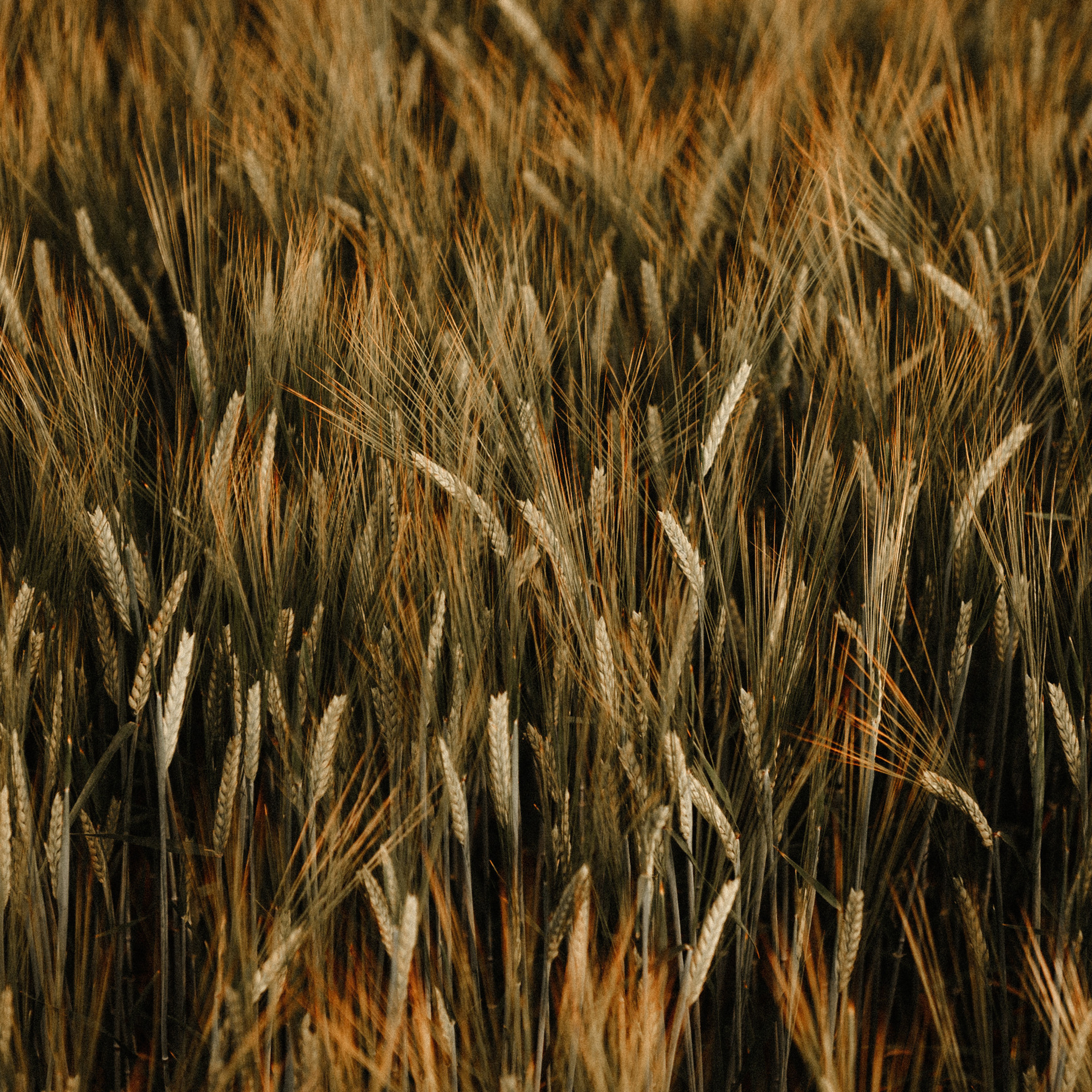 Отзывы. Свадебный фотограф в Ярославле и Москве Руслан Иософатов