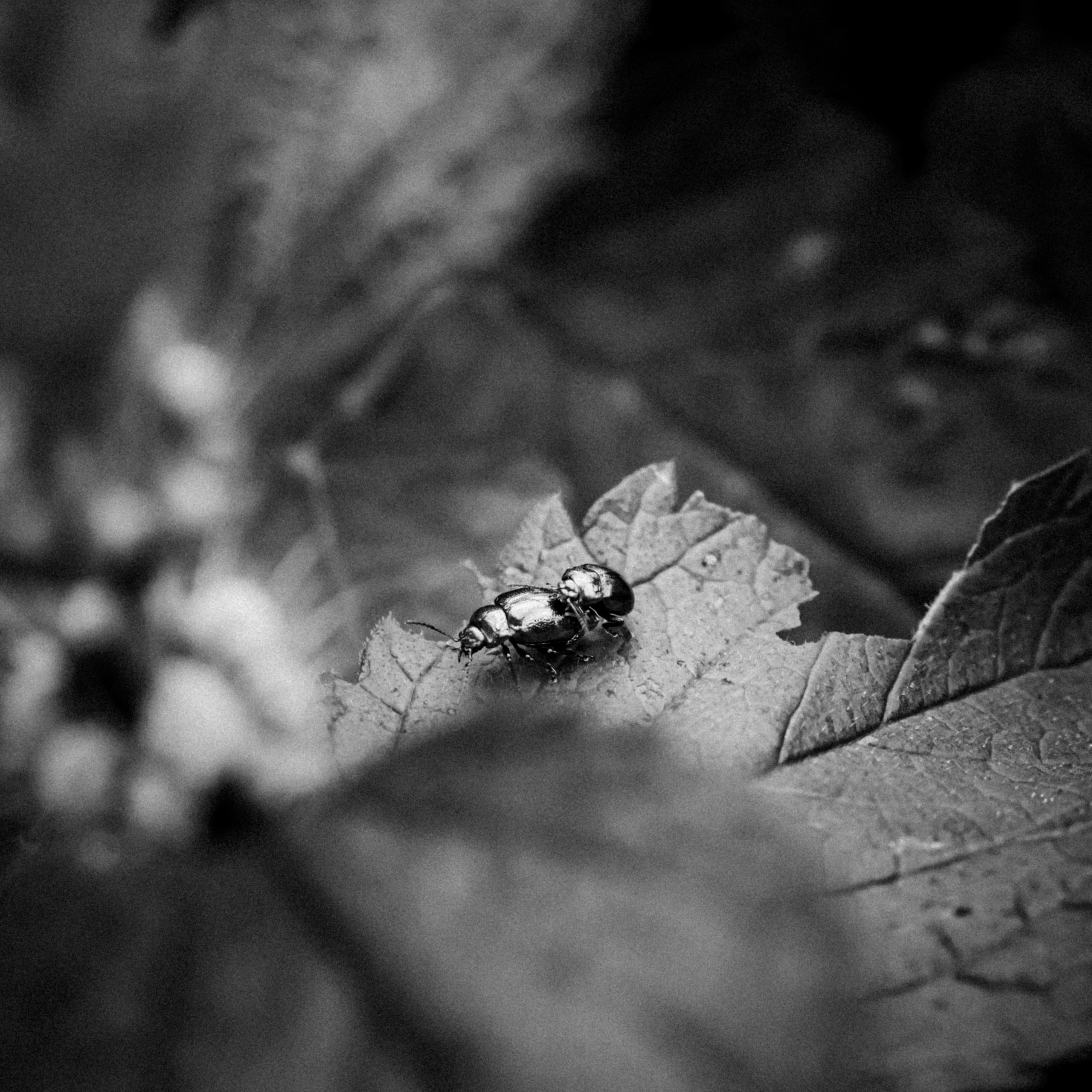 Russian nature, June 2020