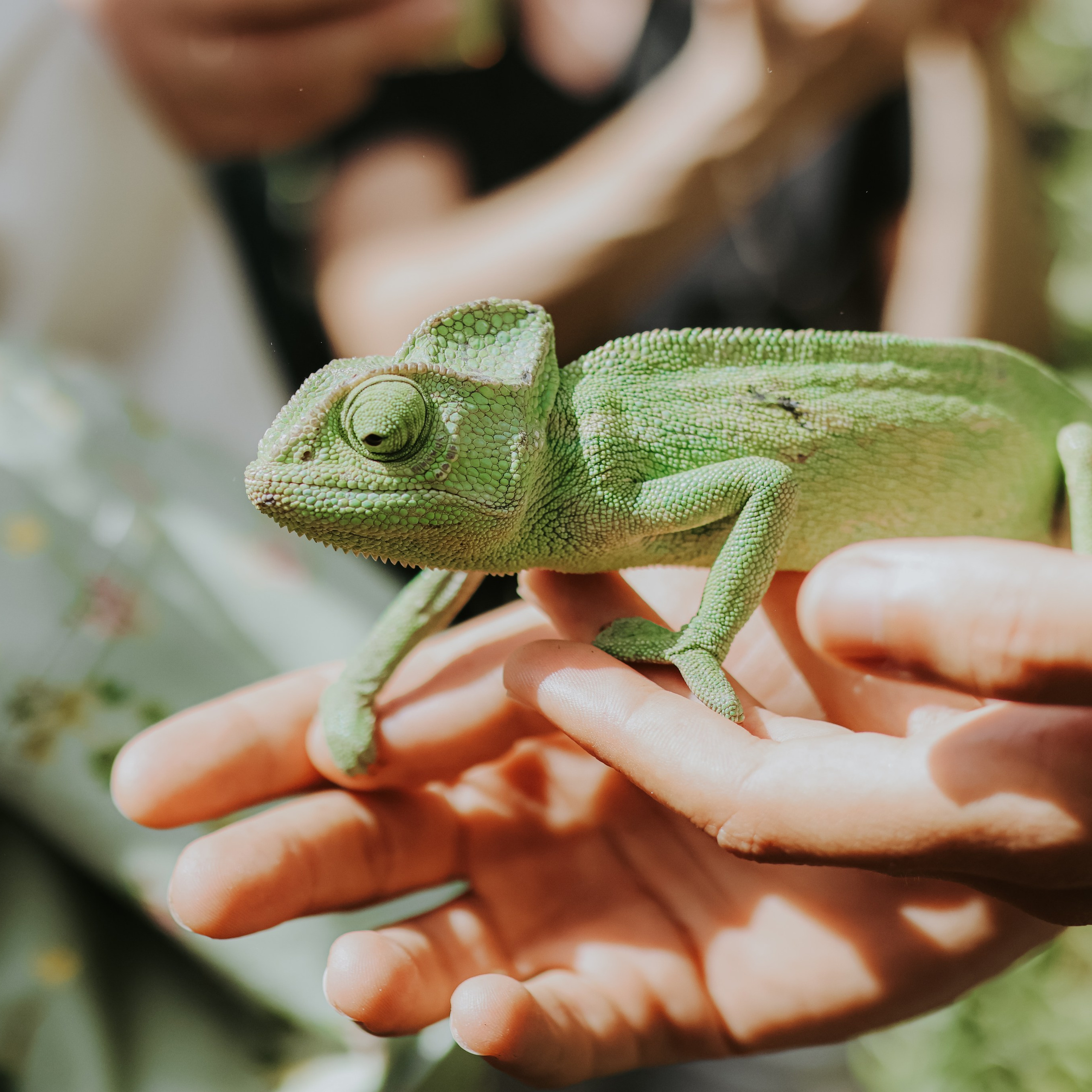 Ulpan Gordon, Pesach in Park HaYarkon | April 2025