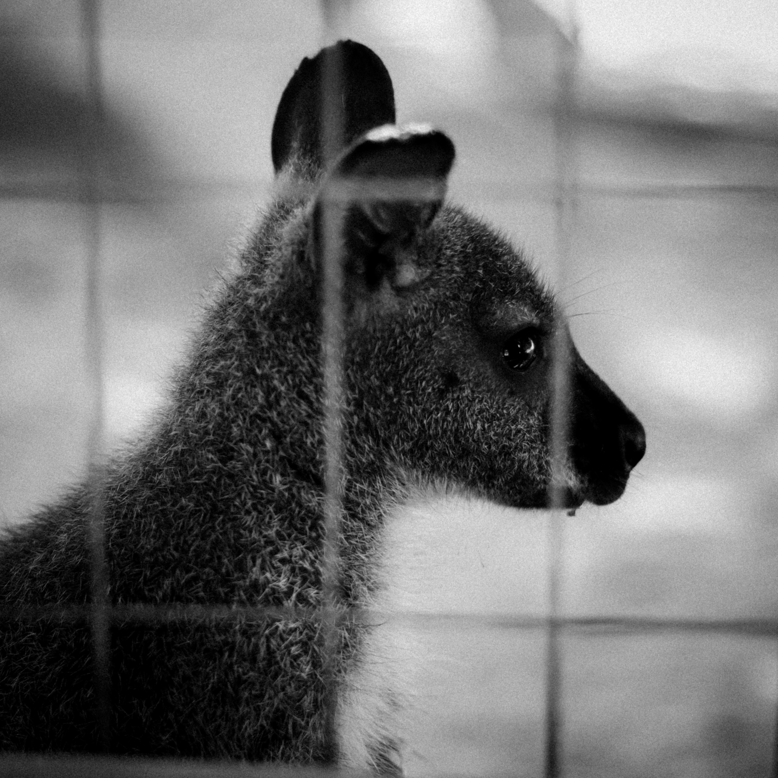 Limassol Zoo, Cyprus, August 2021