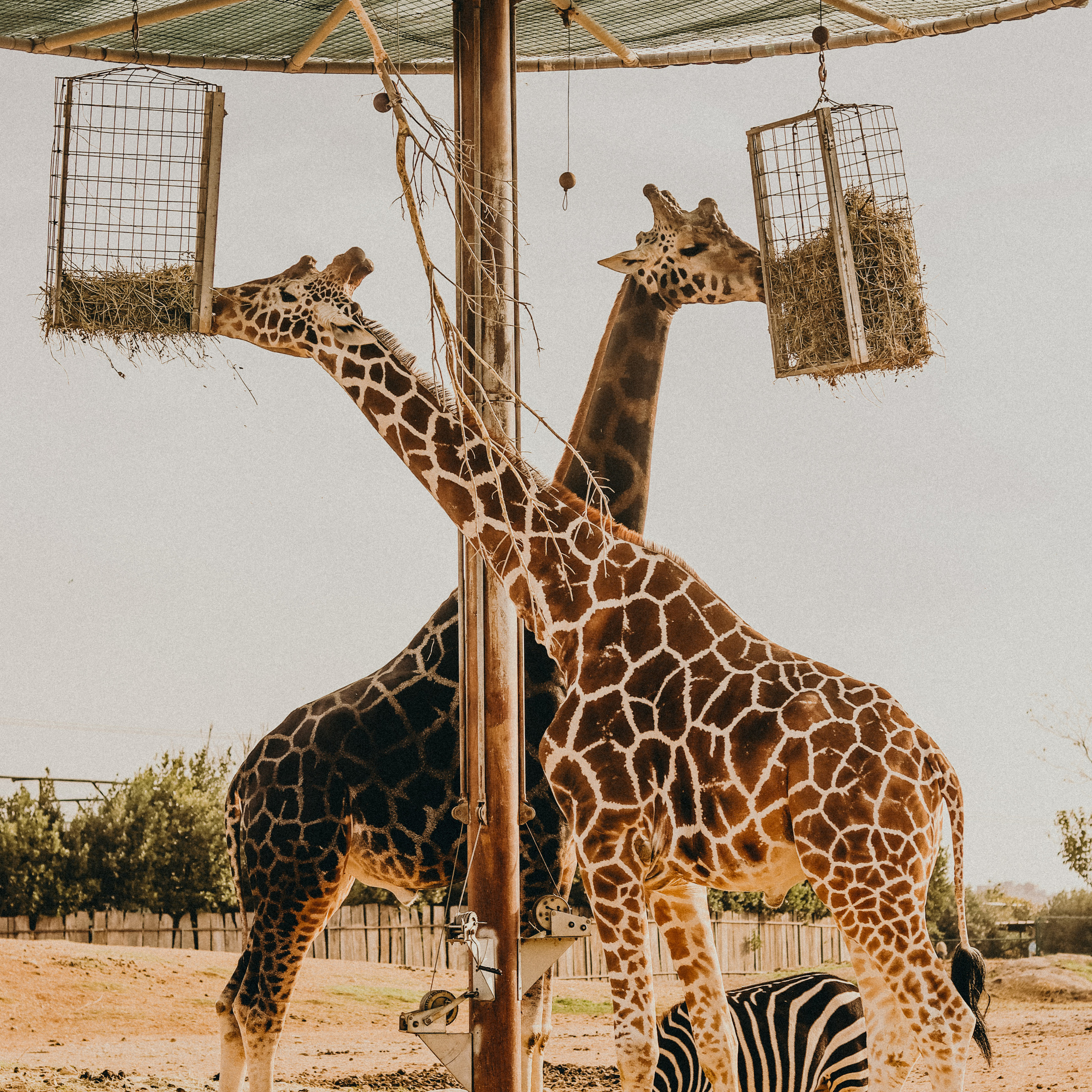 Attica Zoo, Greece, November 2021