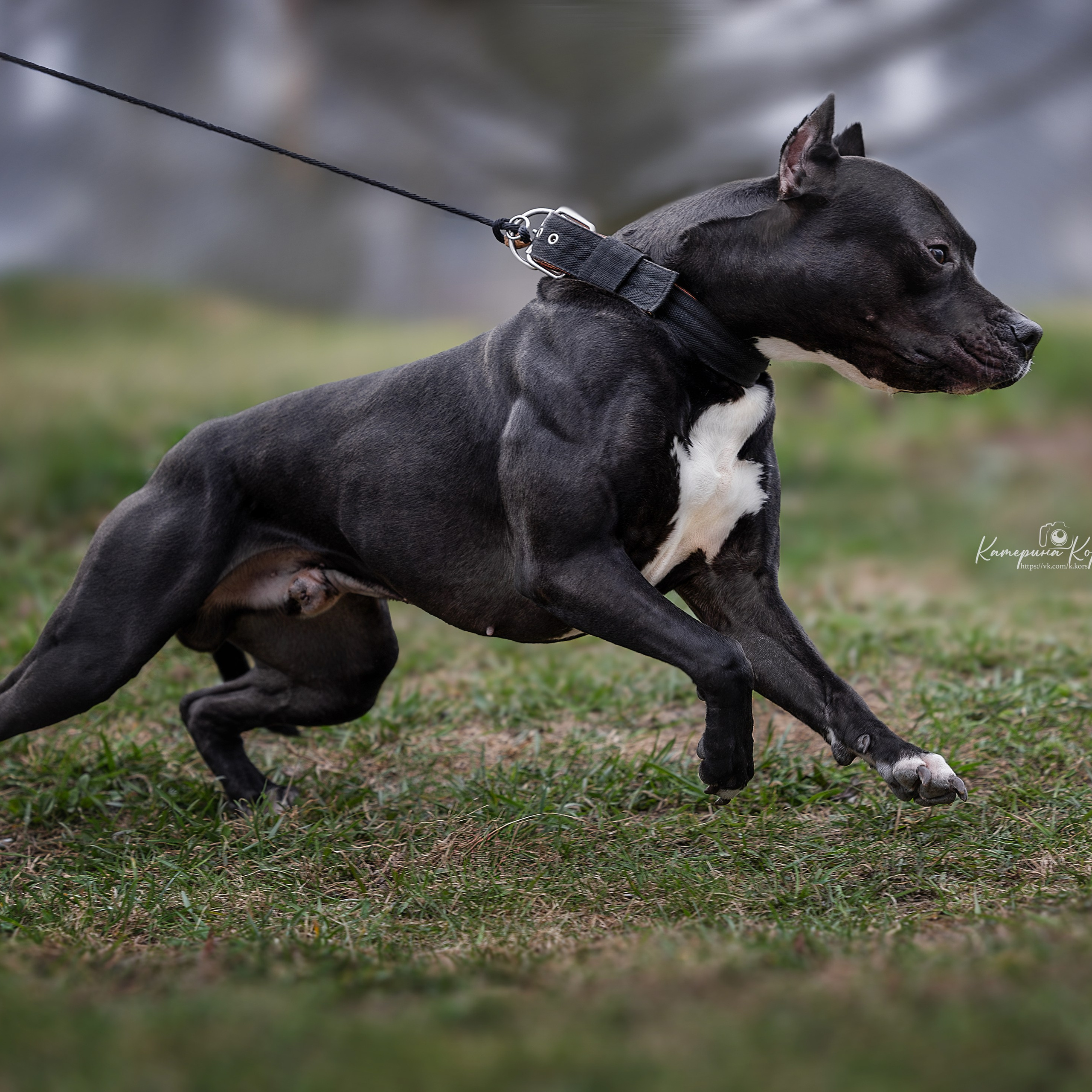 Истории. Фотограф-анималист Катерина Корс