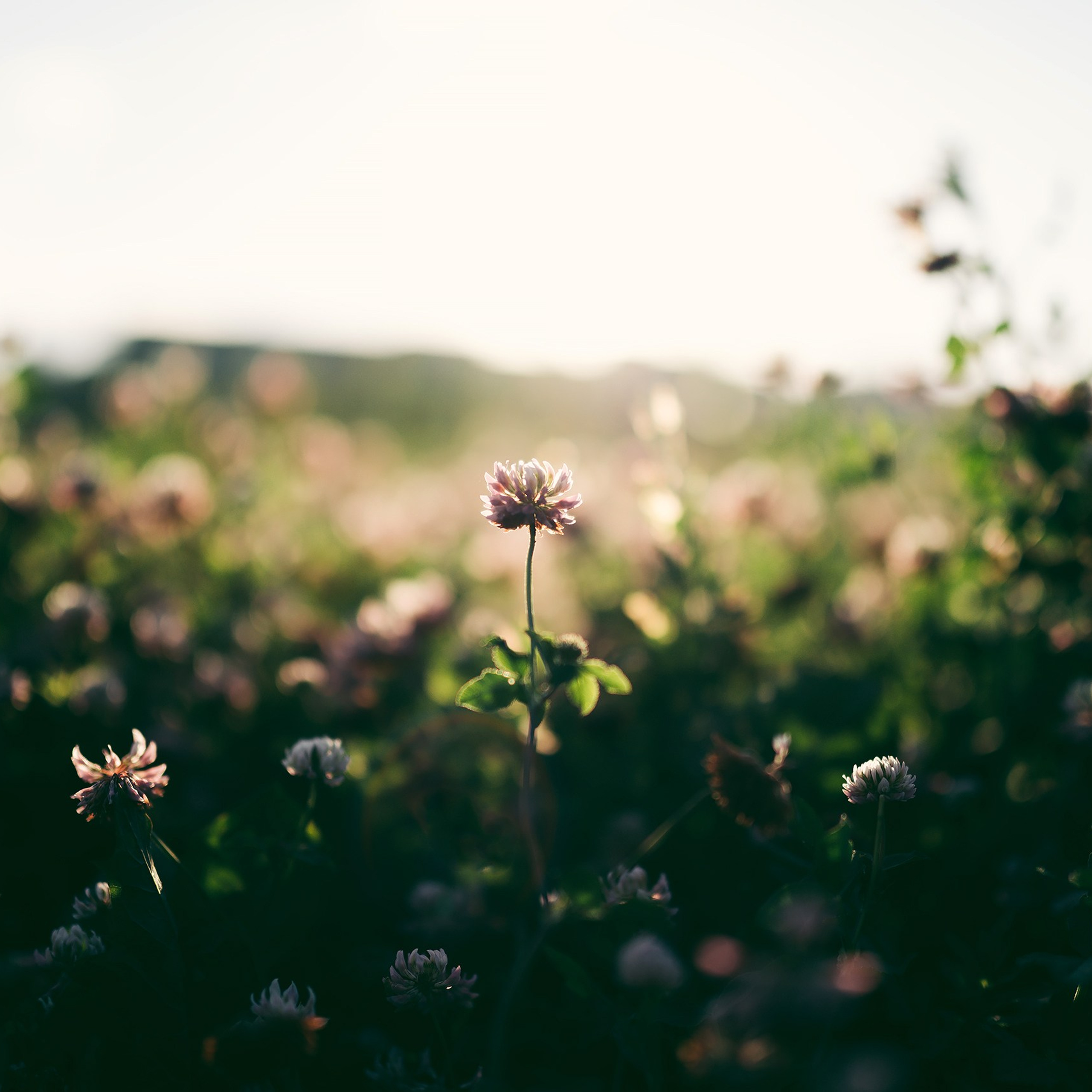 Прогулка на закате