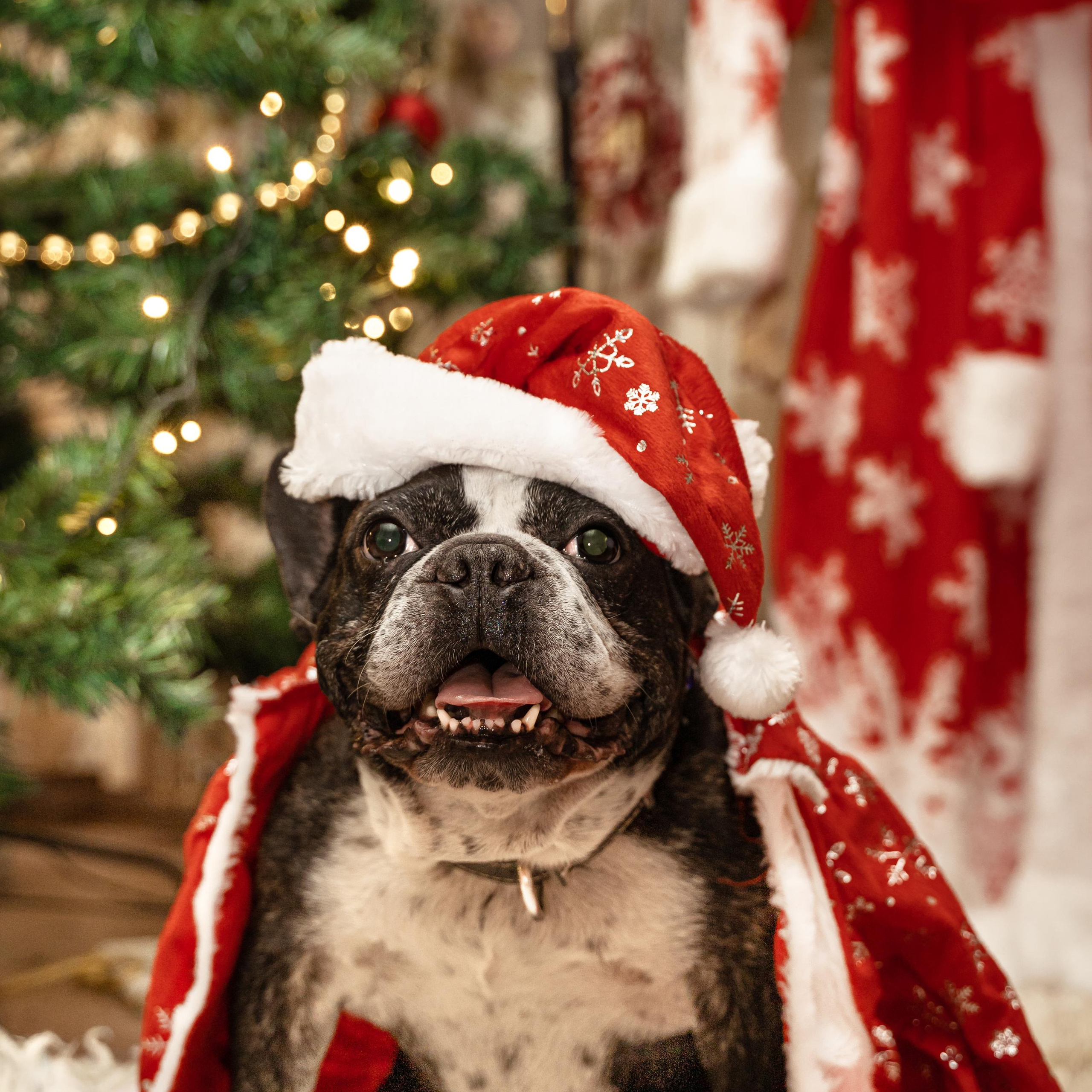 Новогодний Геракл