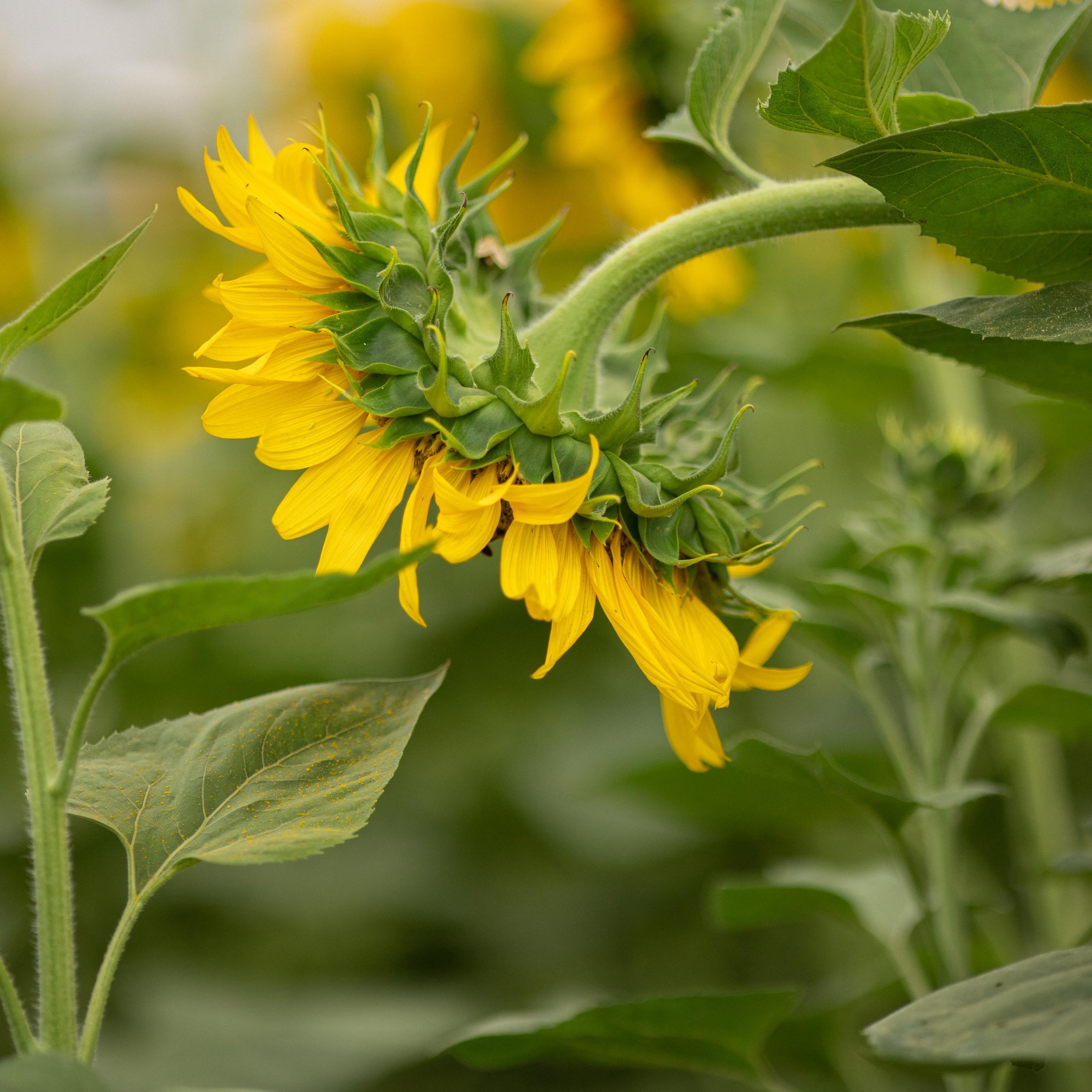 Отзывы. Анна Демидец — фотограф и маркетолог в Новошахтинске, Шахтах и Ростове-на-Дону