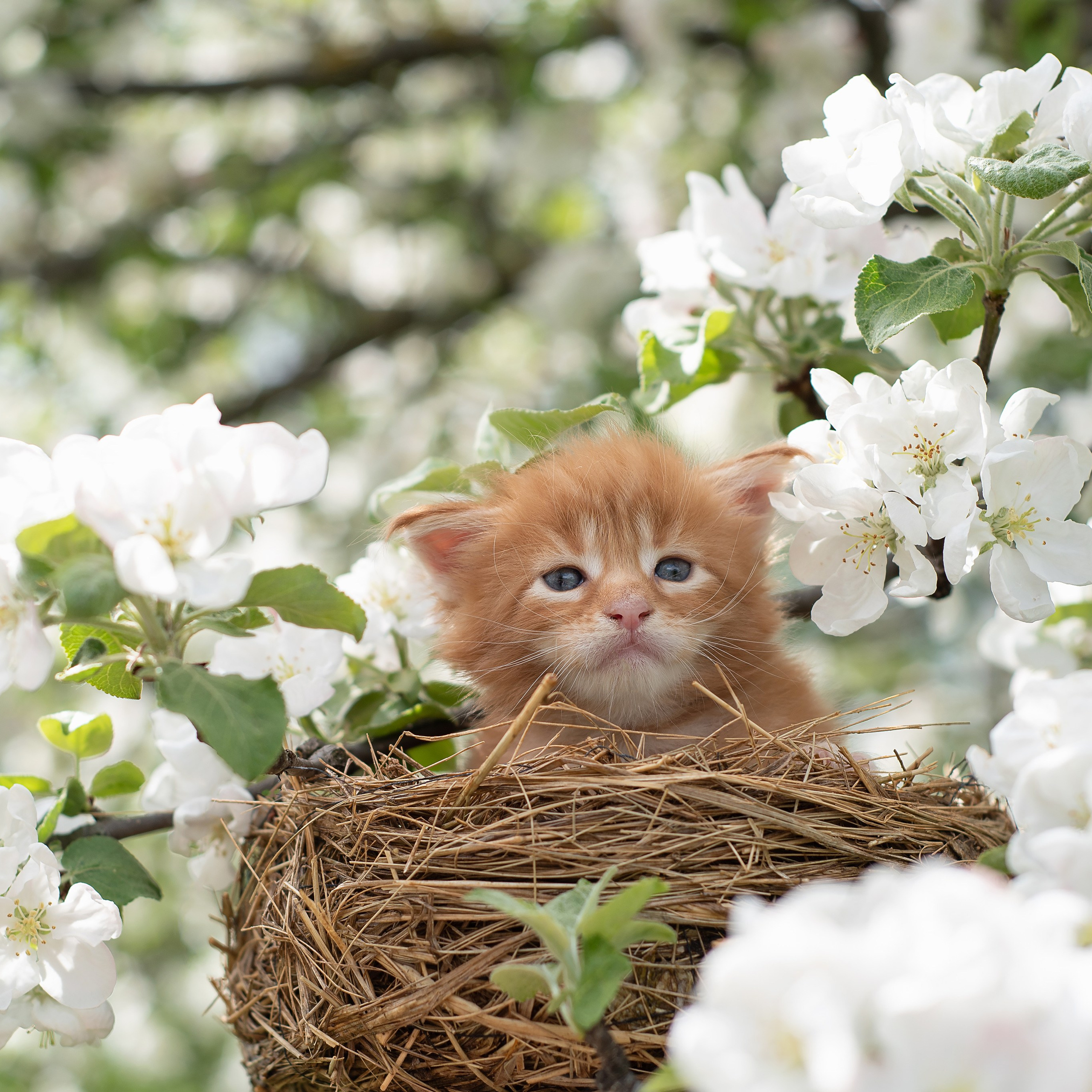 Щенки и котята на улице