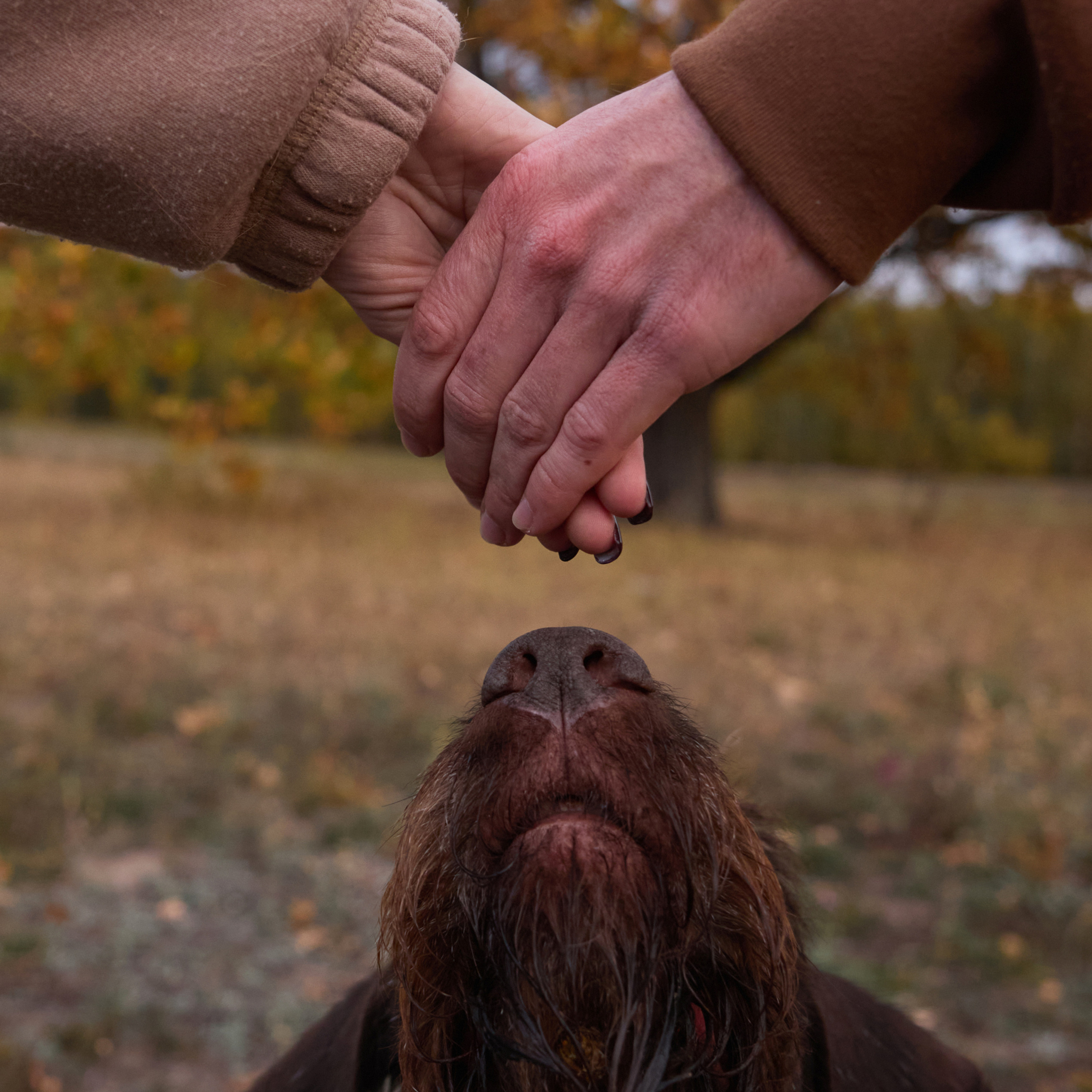 Отзывы. Фотограф анималист в Казани Алина Сулейманова. Фотограф животных