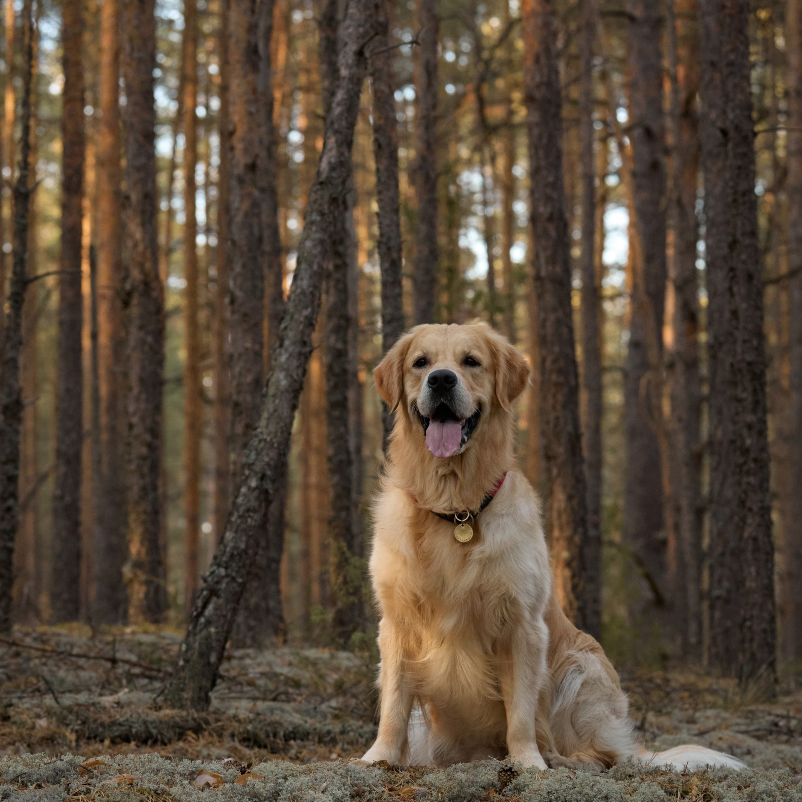 Отзывы. Фотограф анималист в Казани Алина Сулейманова. Фотограф животных