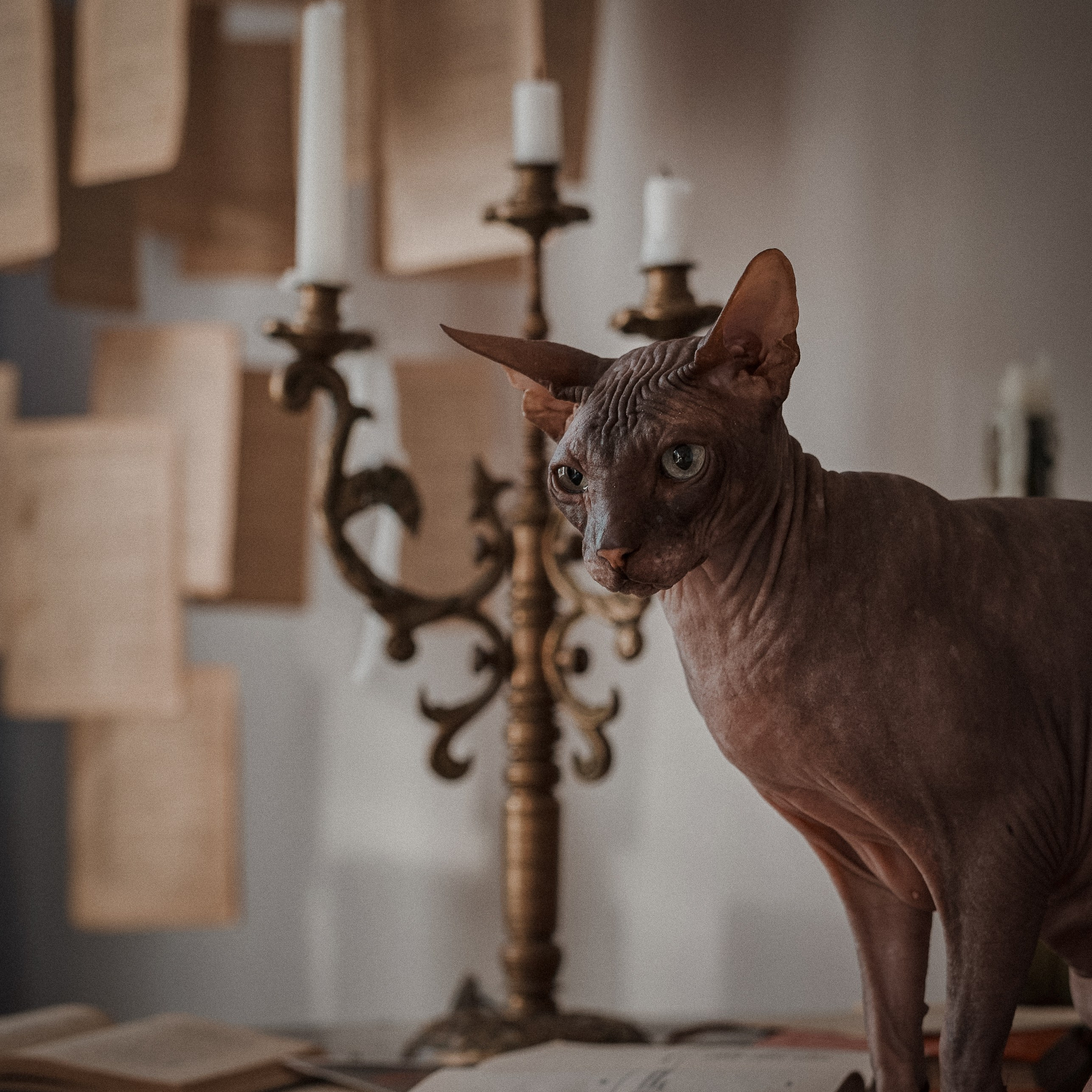 Отзывы. Фотограф анималист в Казани Алина Сулейманова. Фотограф животных