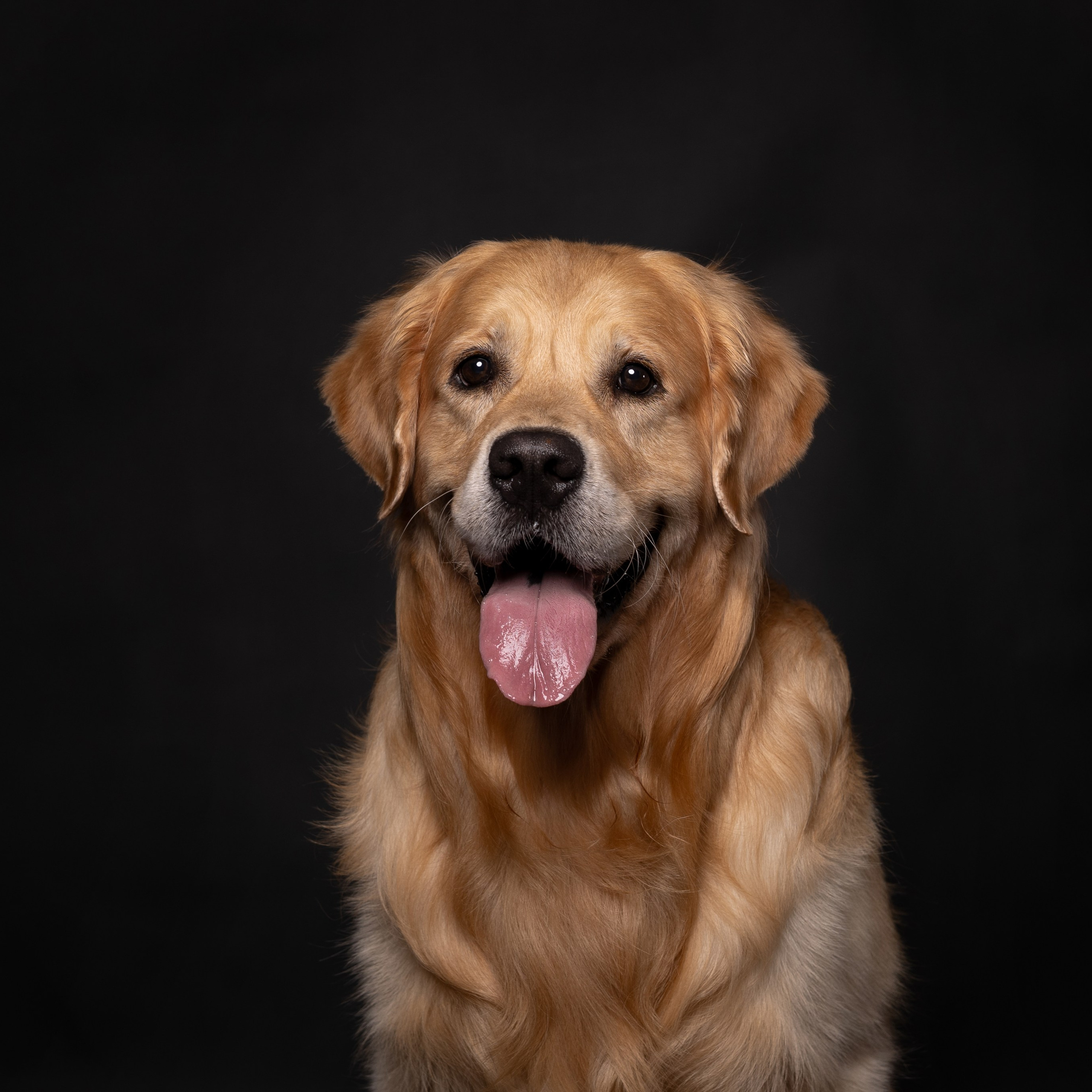 Отзывы. Фотограф анималист в Казани Алина Сулейманова. Фотограф животных