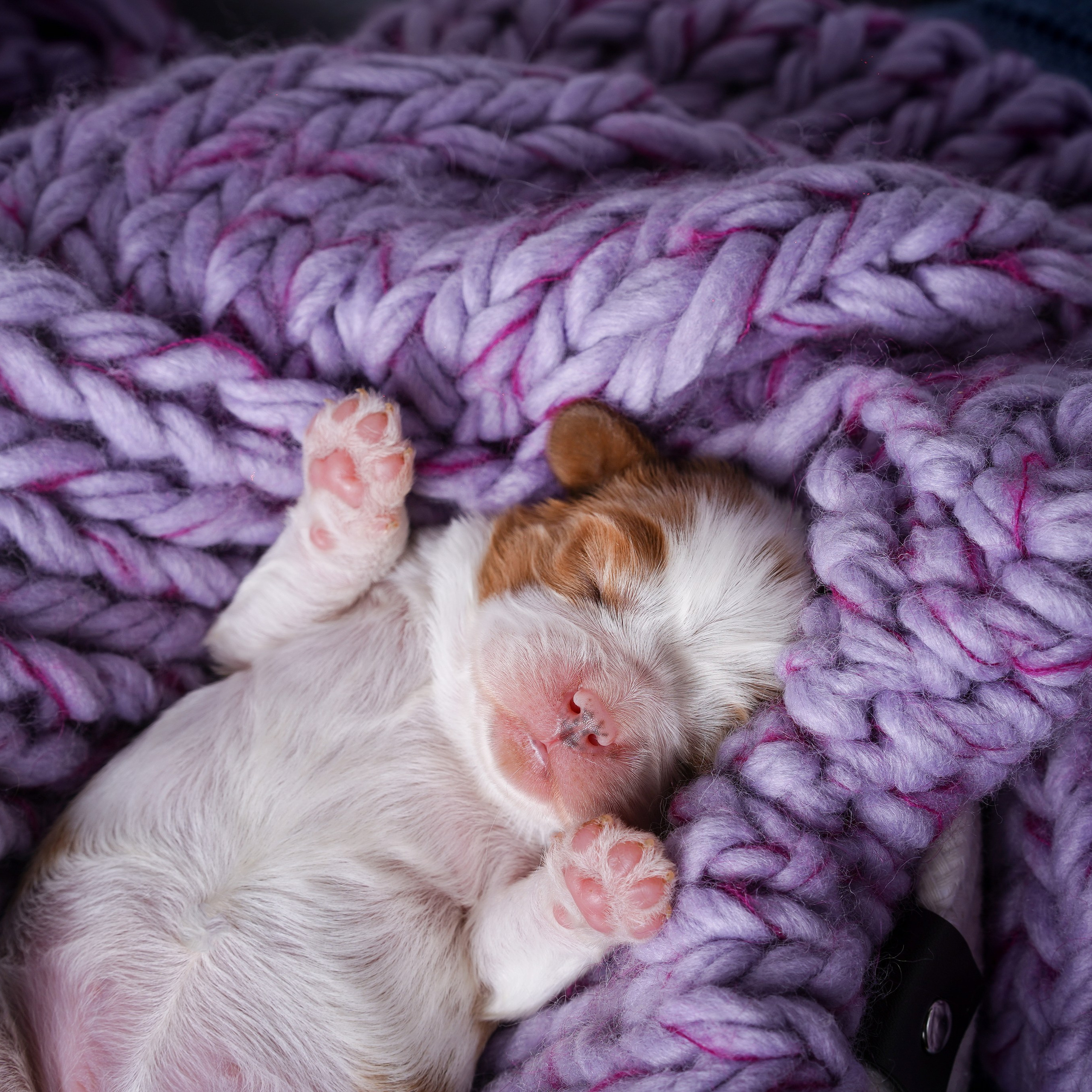 Щенки кавалер кинг чарльз спаниеля