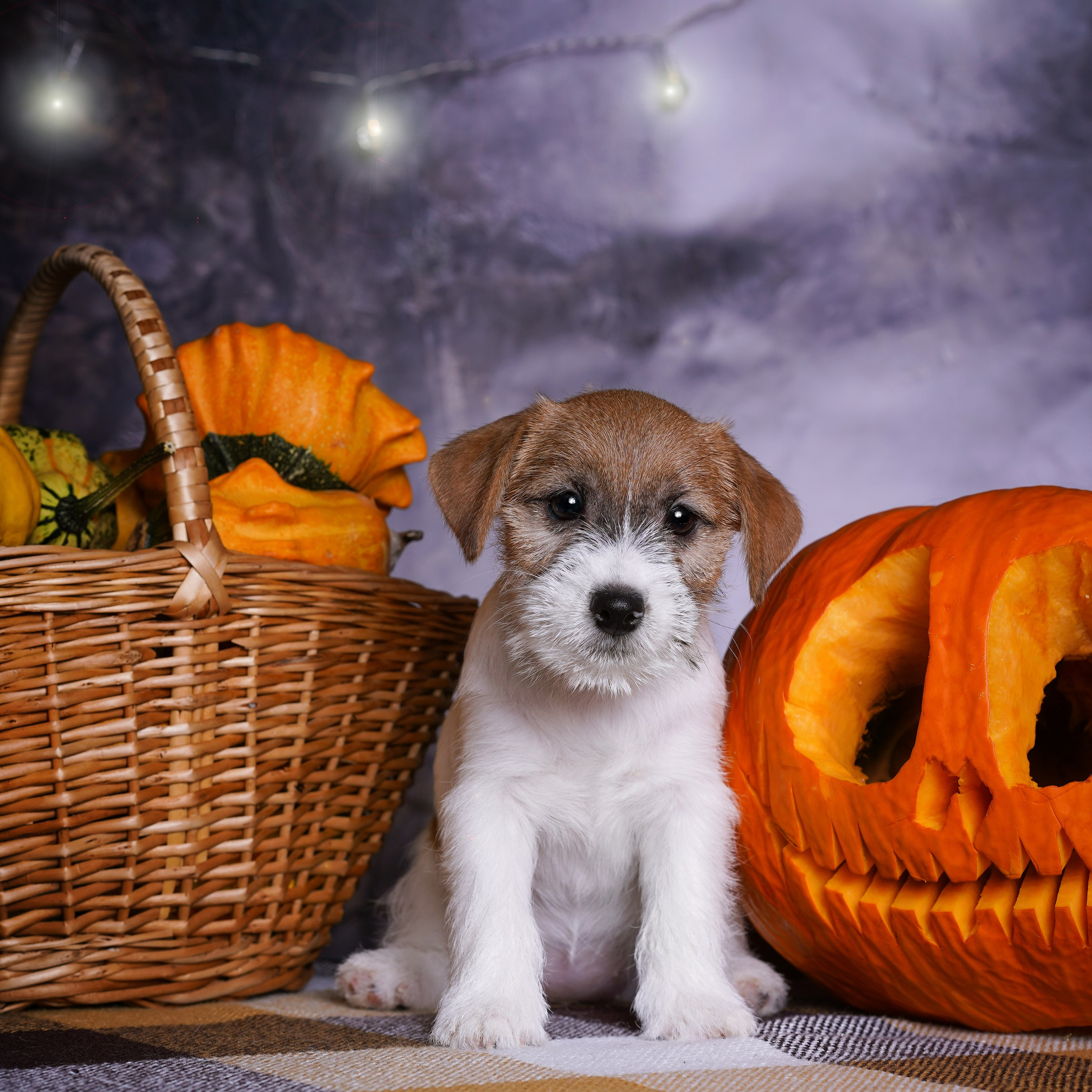 Щенки джек-рассел терьера