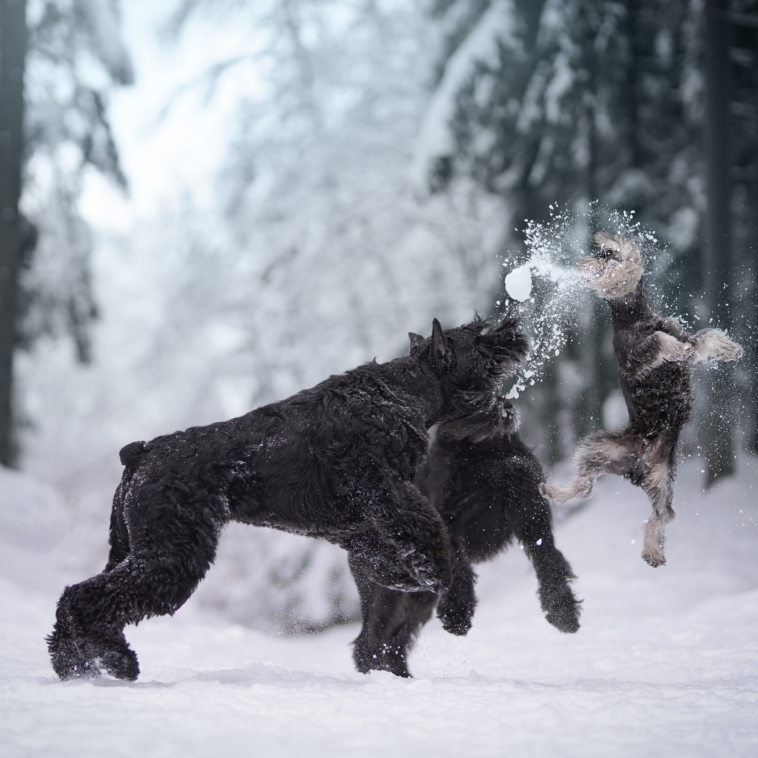 Отзывы. Фотограф-анималист в Санкт-Петербурге Яна Мартынова