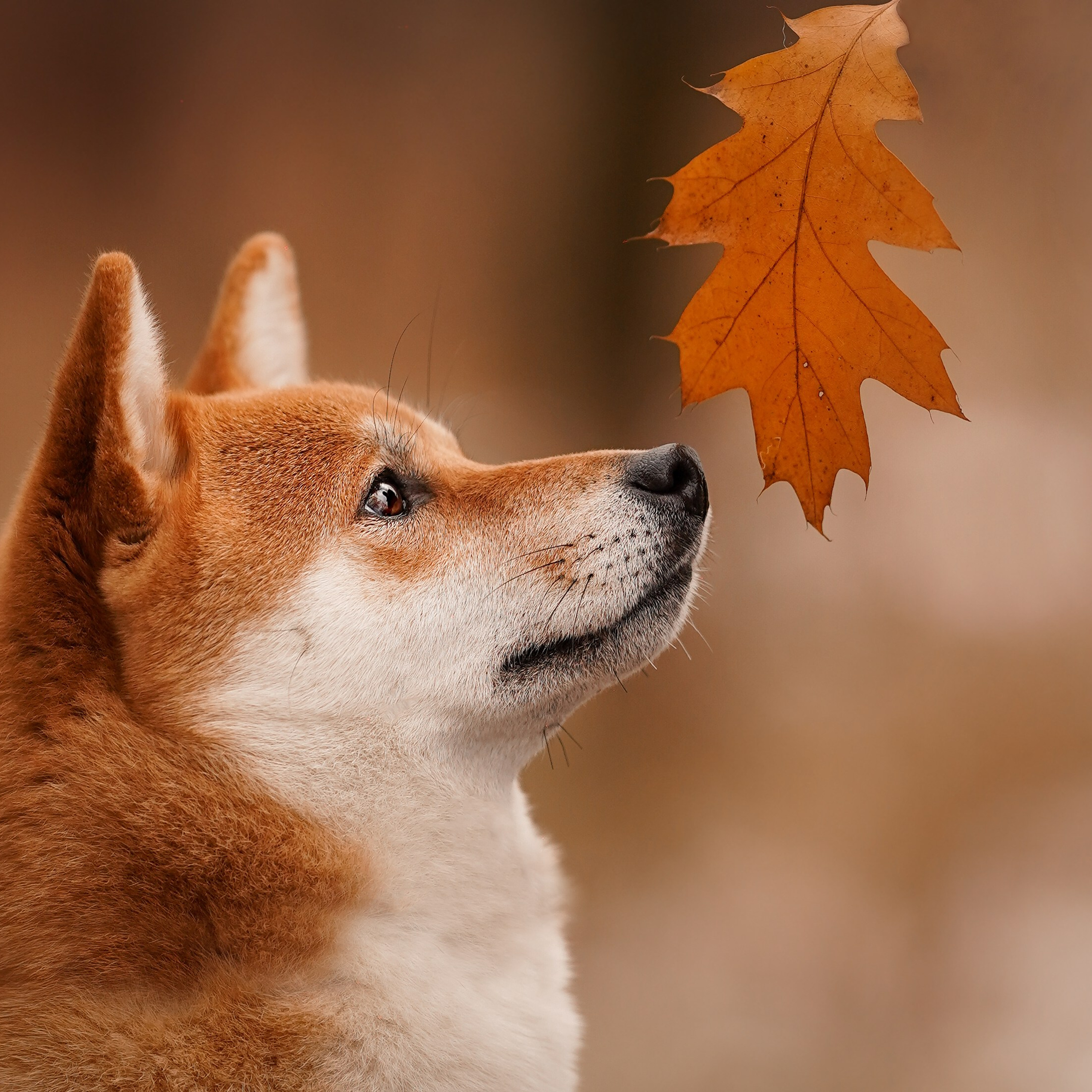 Алина и Юми