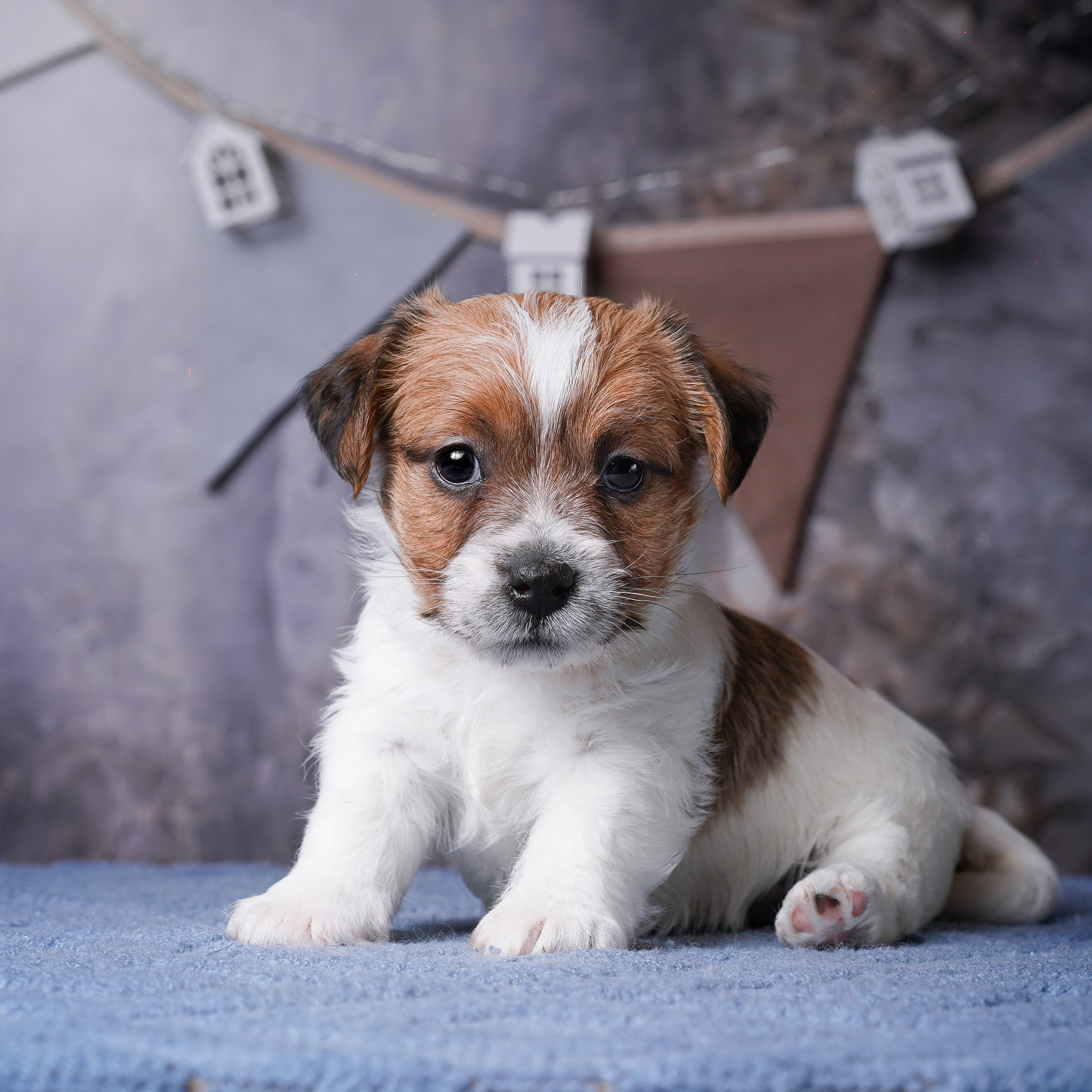 Щенули джек-рассела