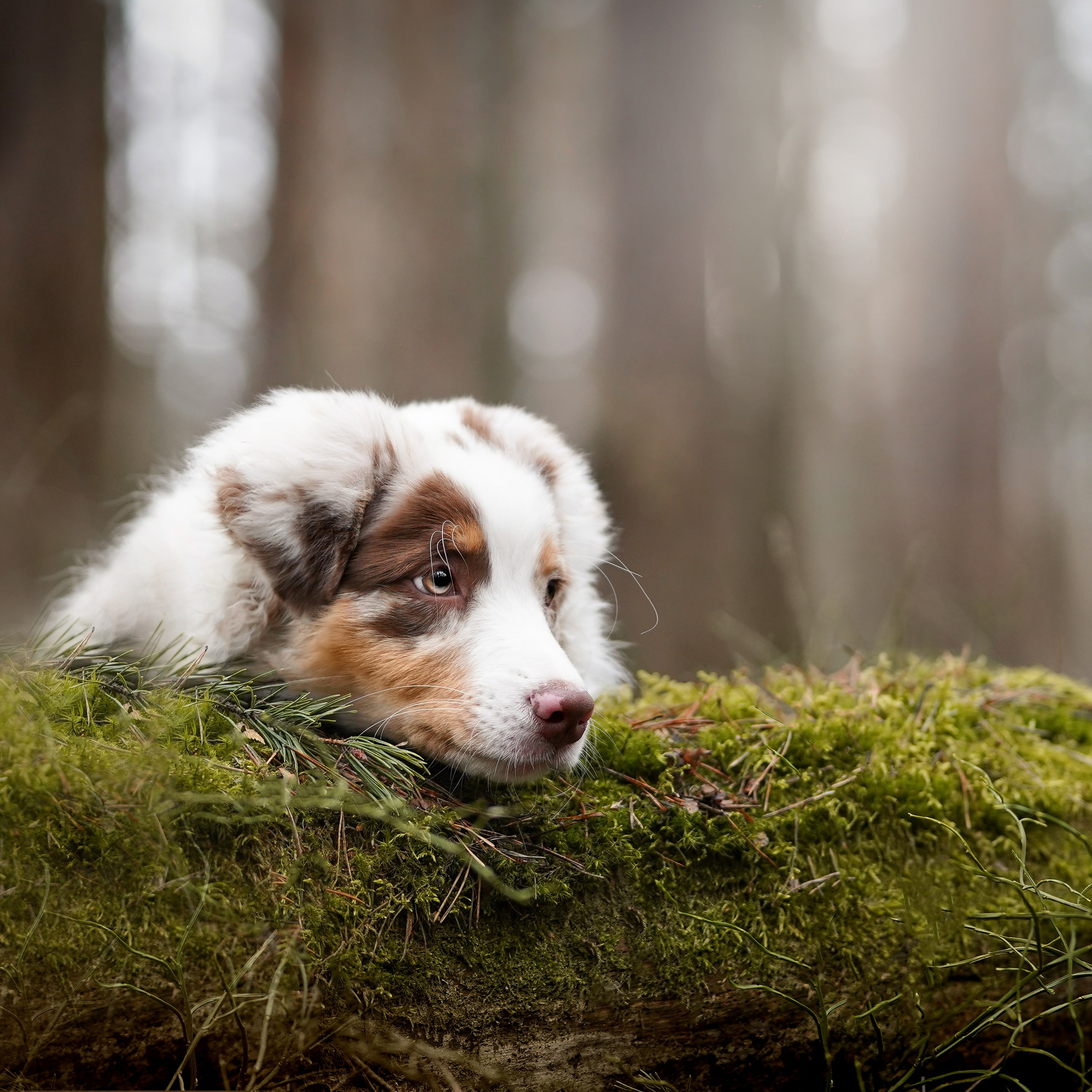 Панда и Эста