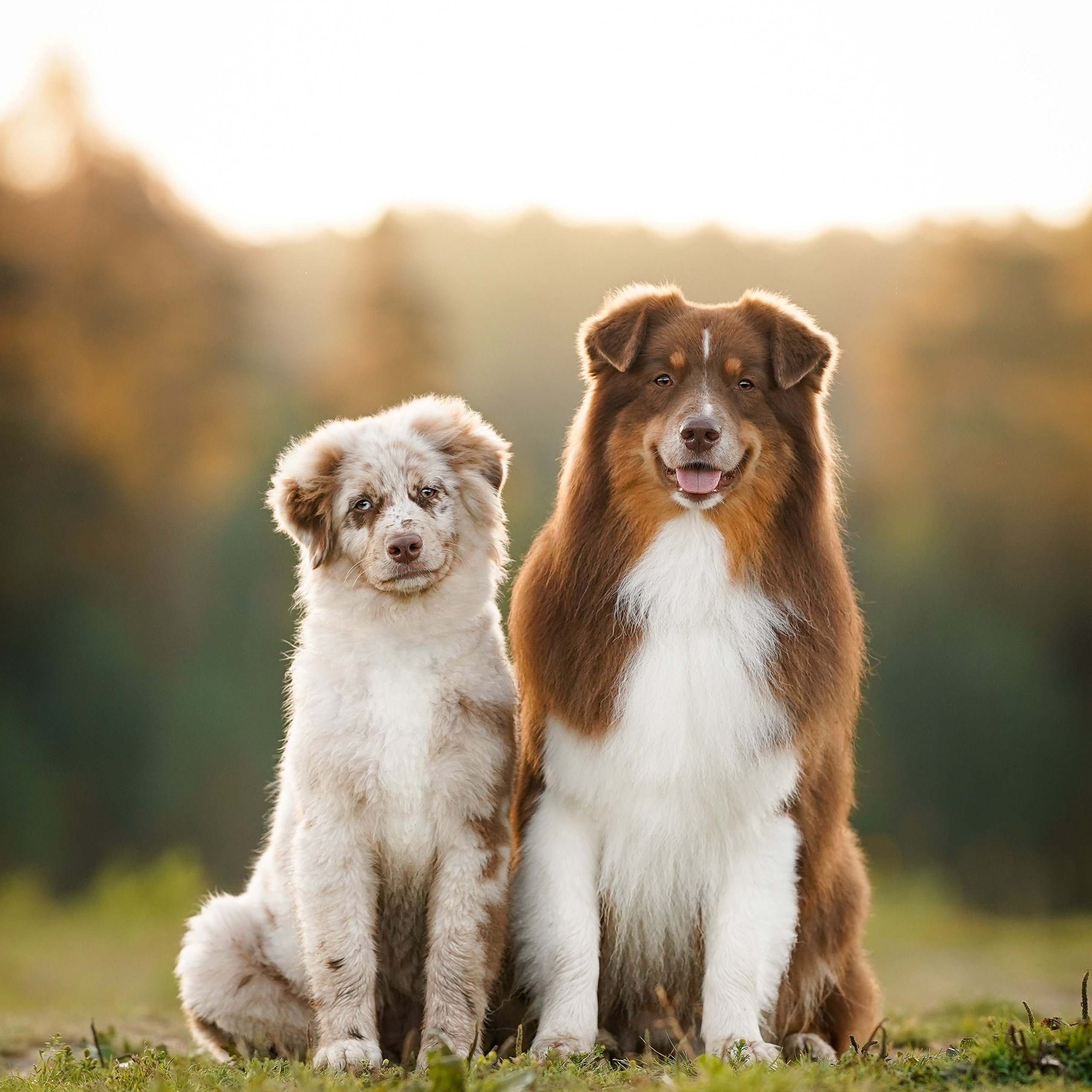 Катя Сэнди и Рокки