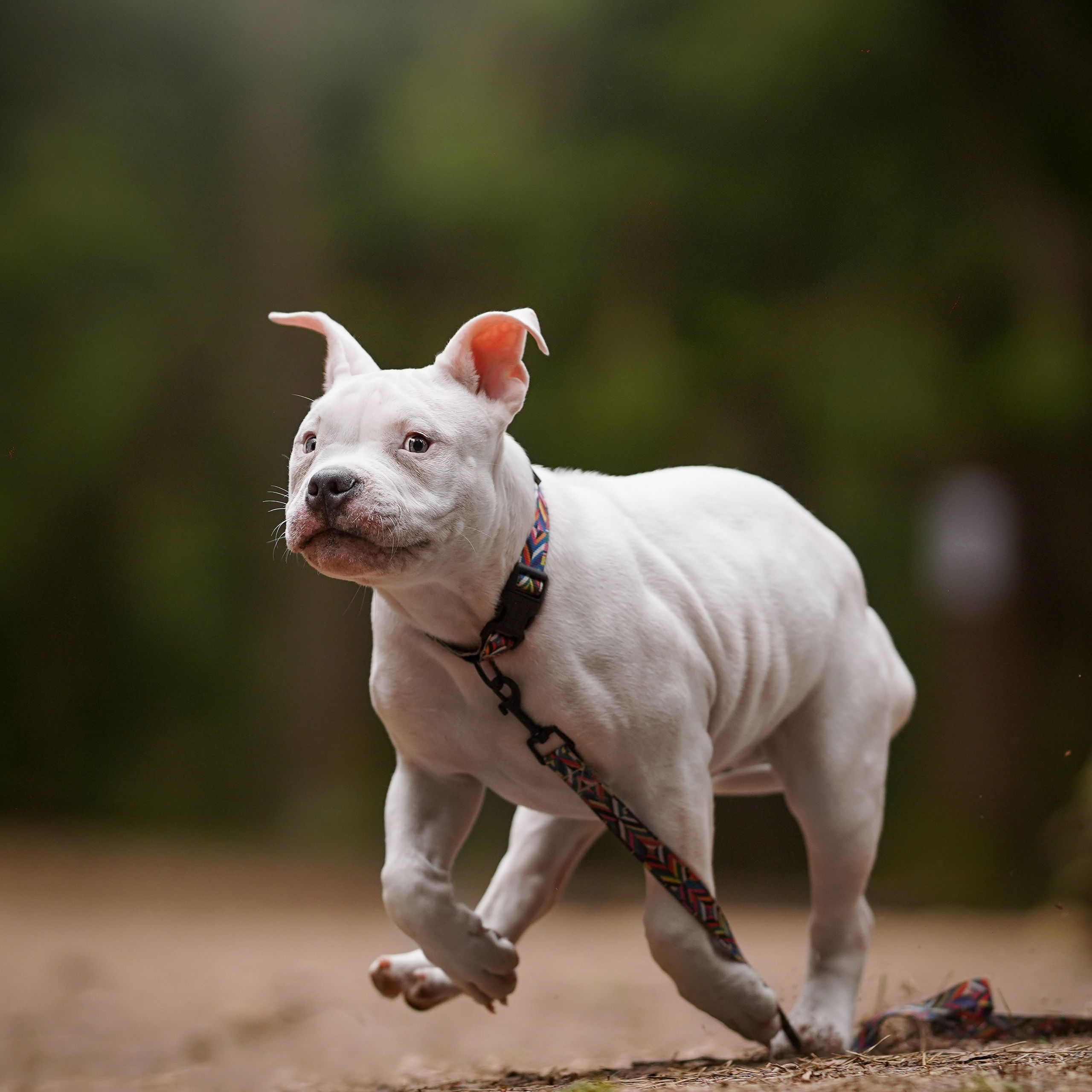 Щенки булли