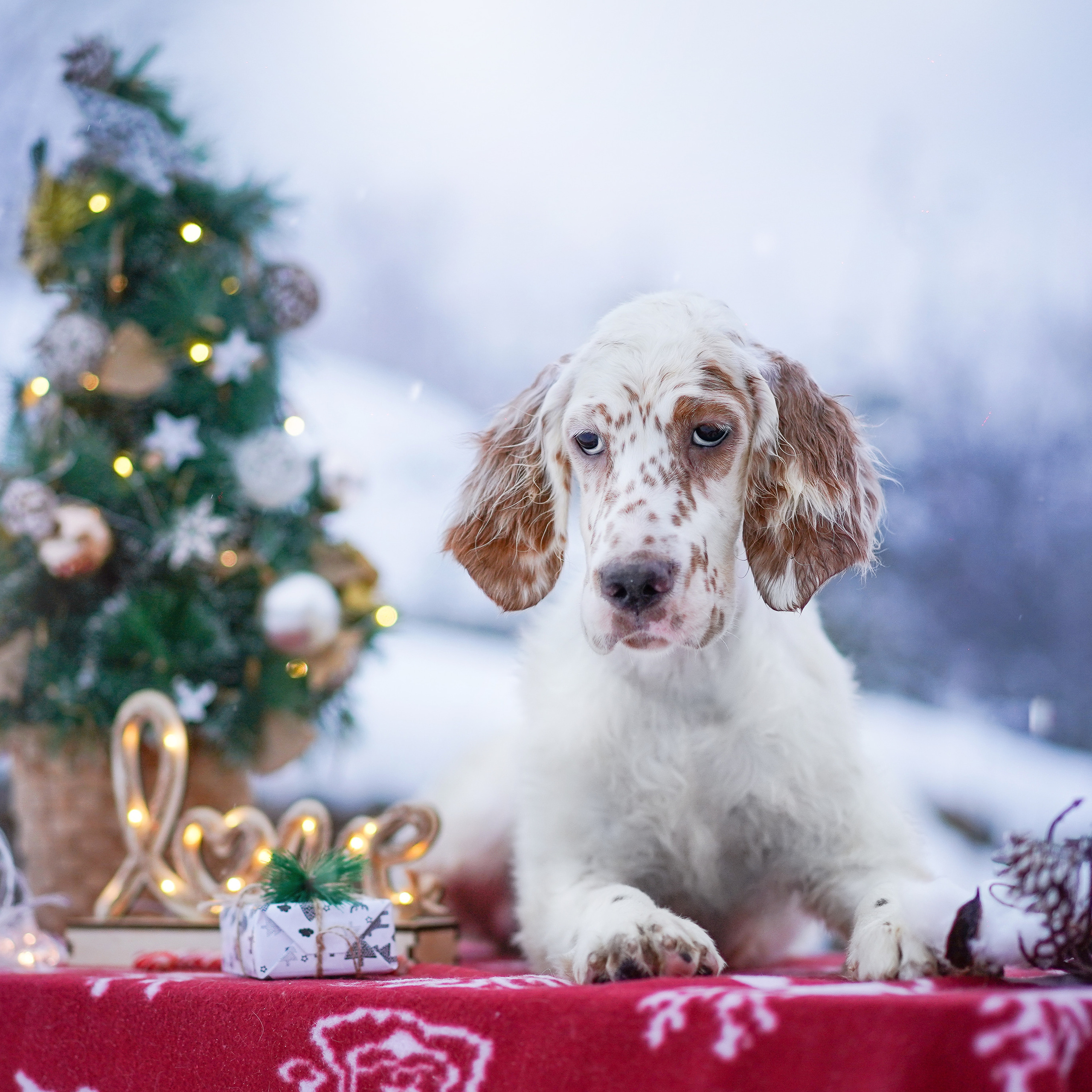 Щенки английского сеттера