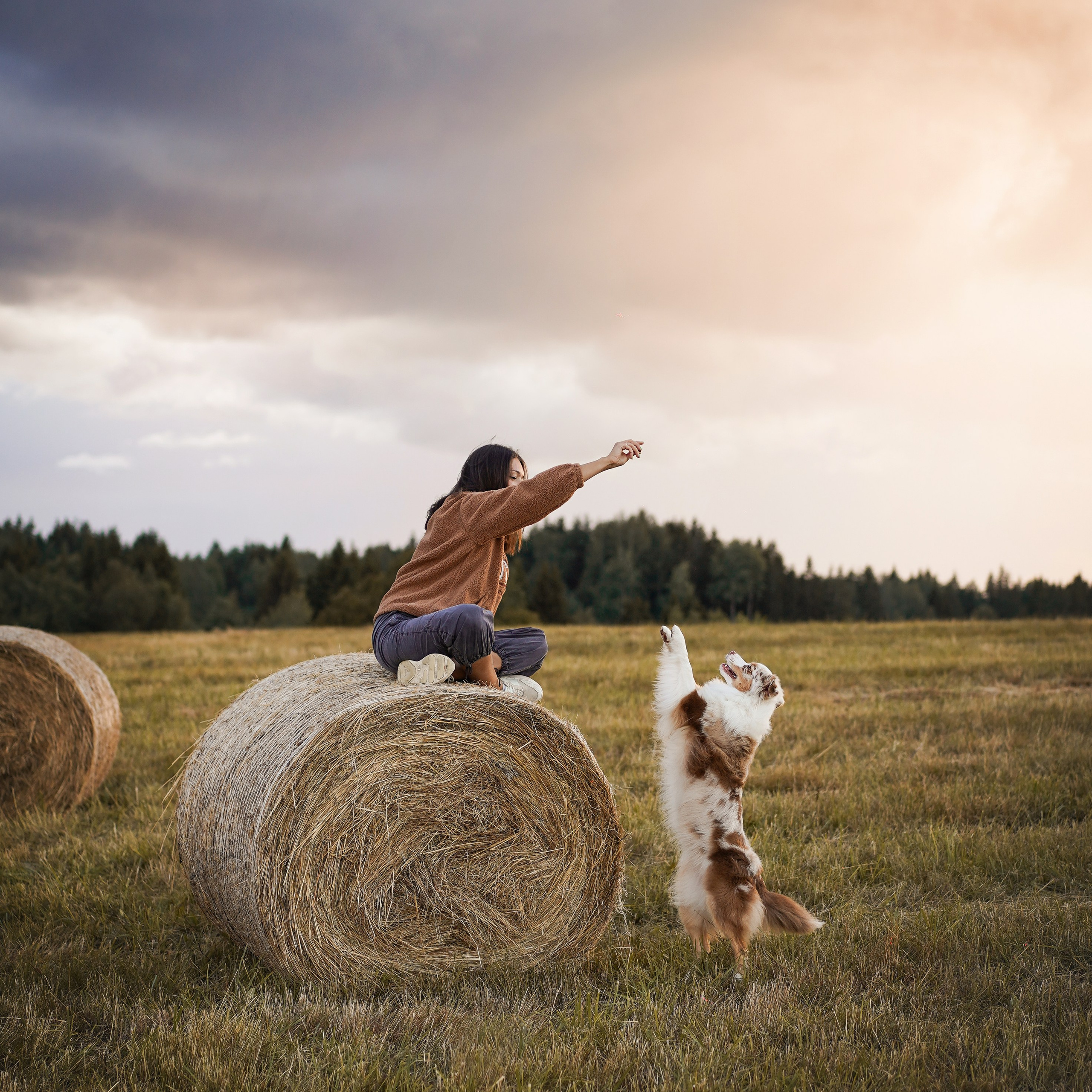 Панда и стога