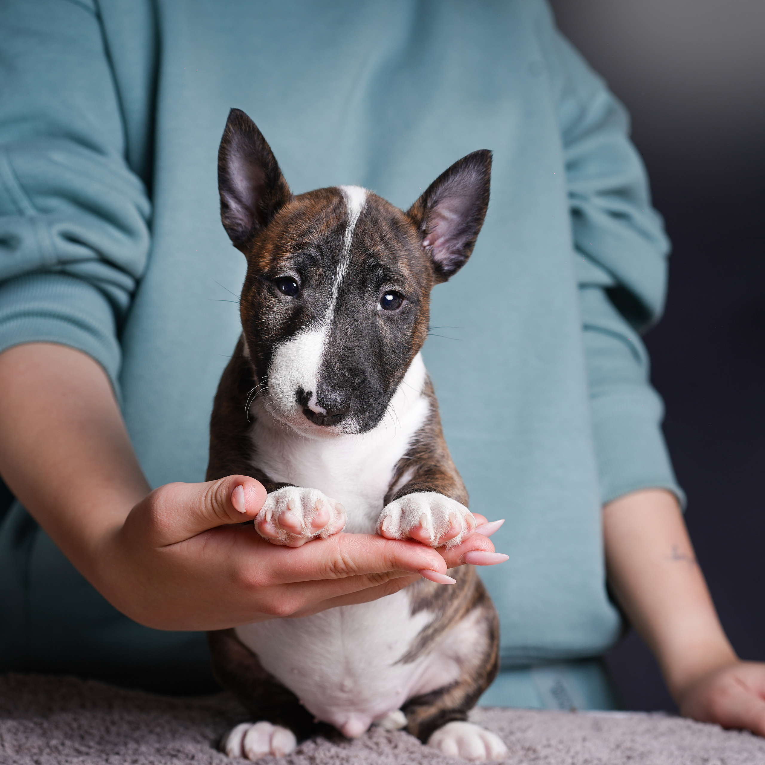 Щенки минибуля