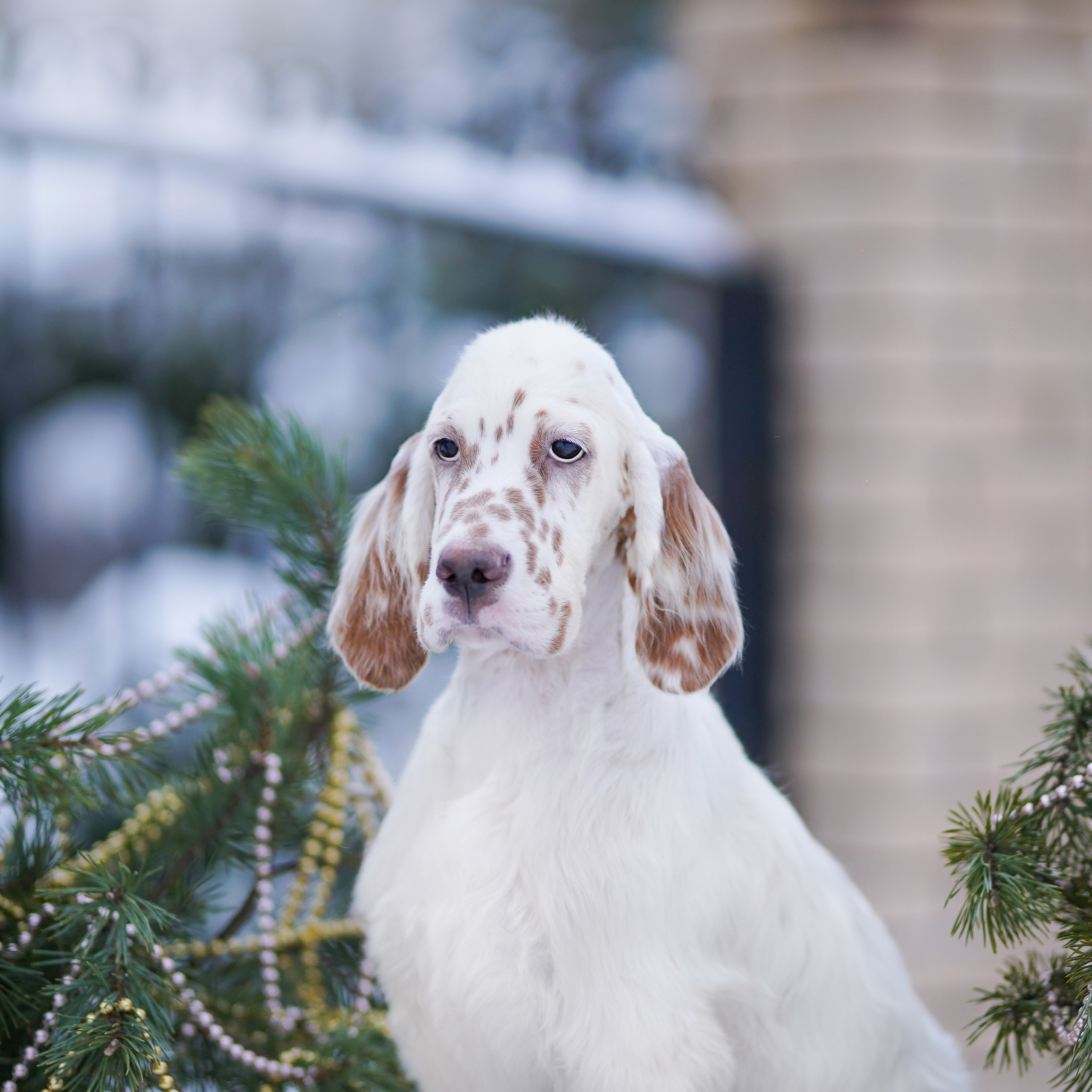 Щенки английского сеттера