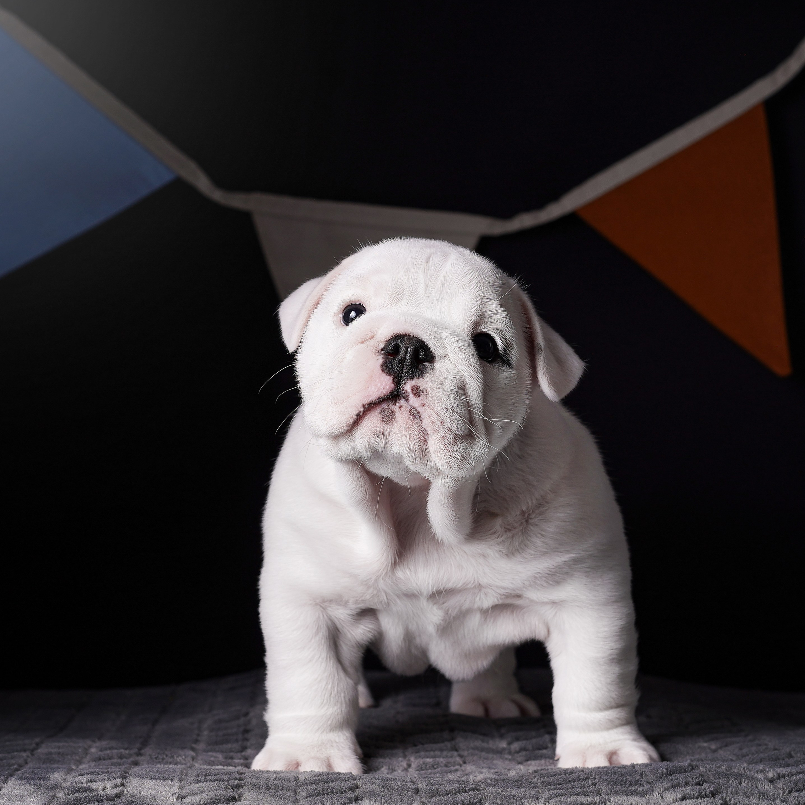 Щенки бульдога