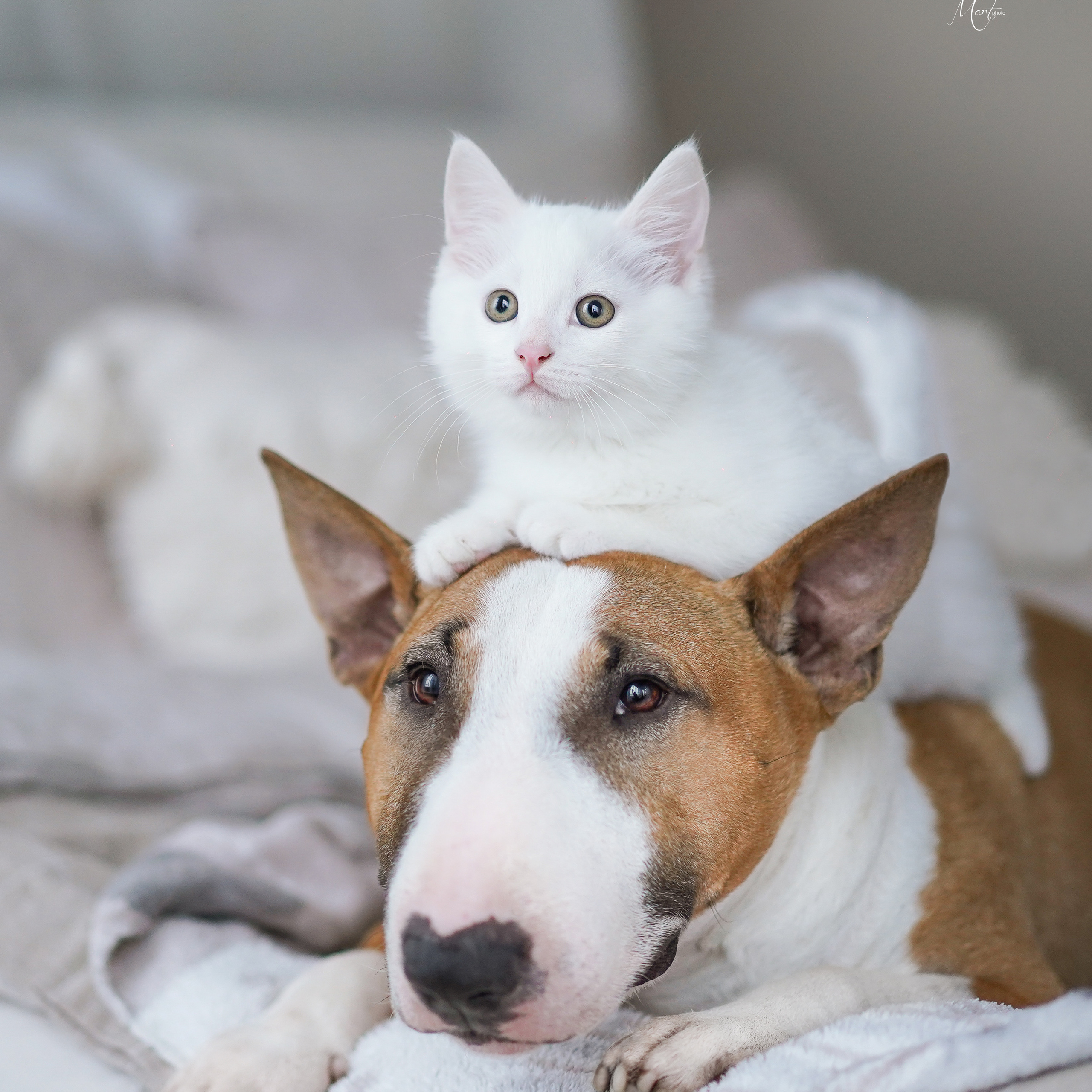 Юни, Маффин и я