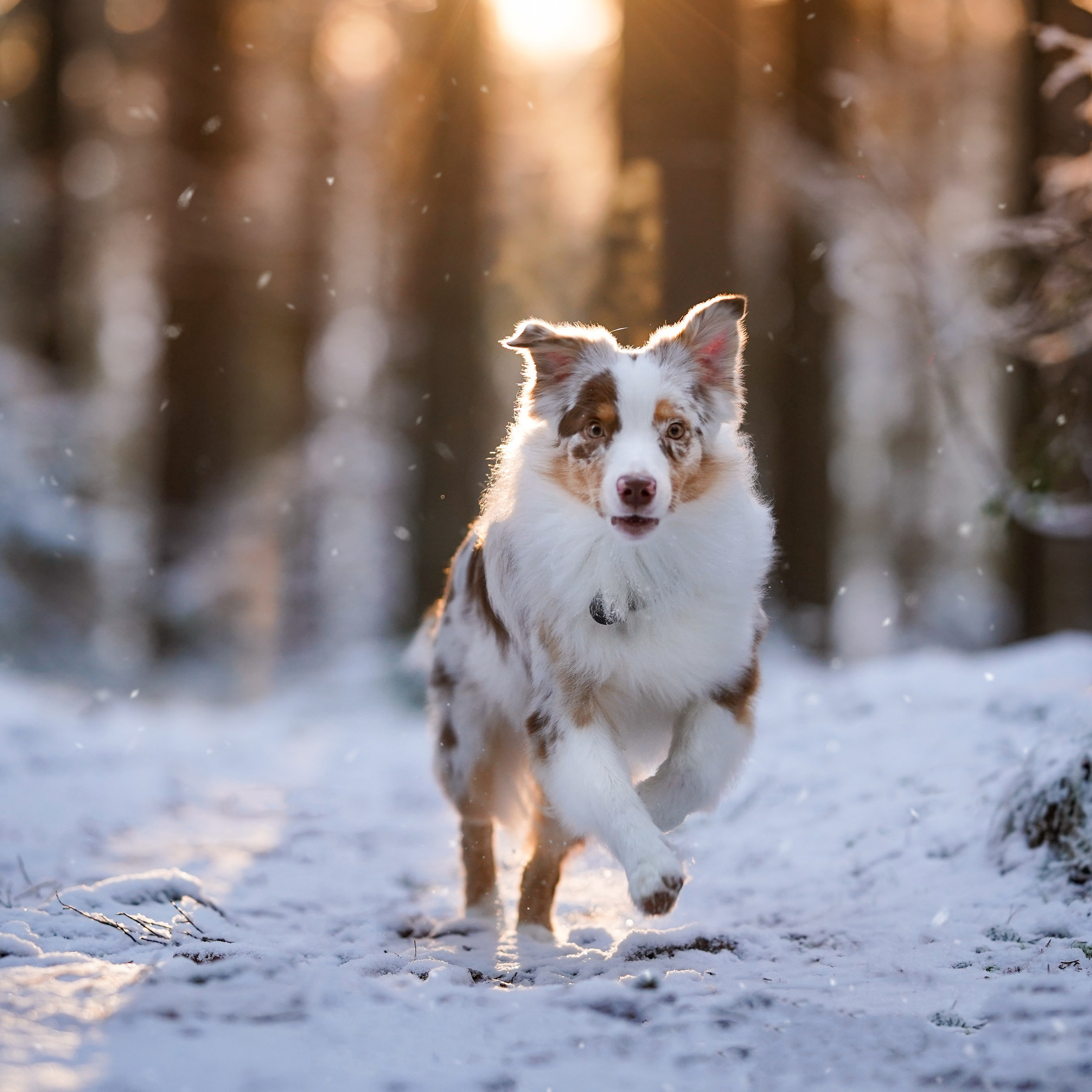 Панда зимний лес